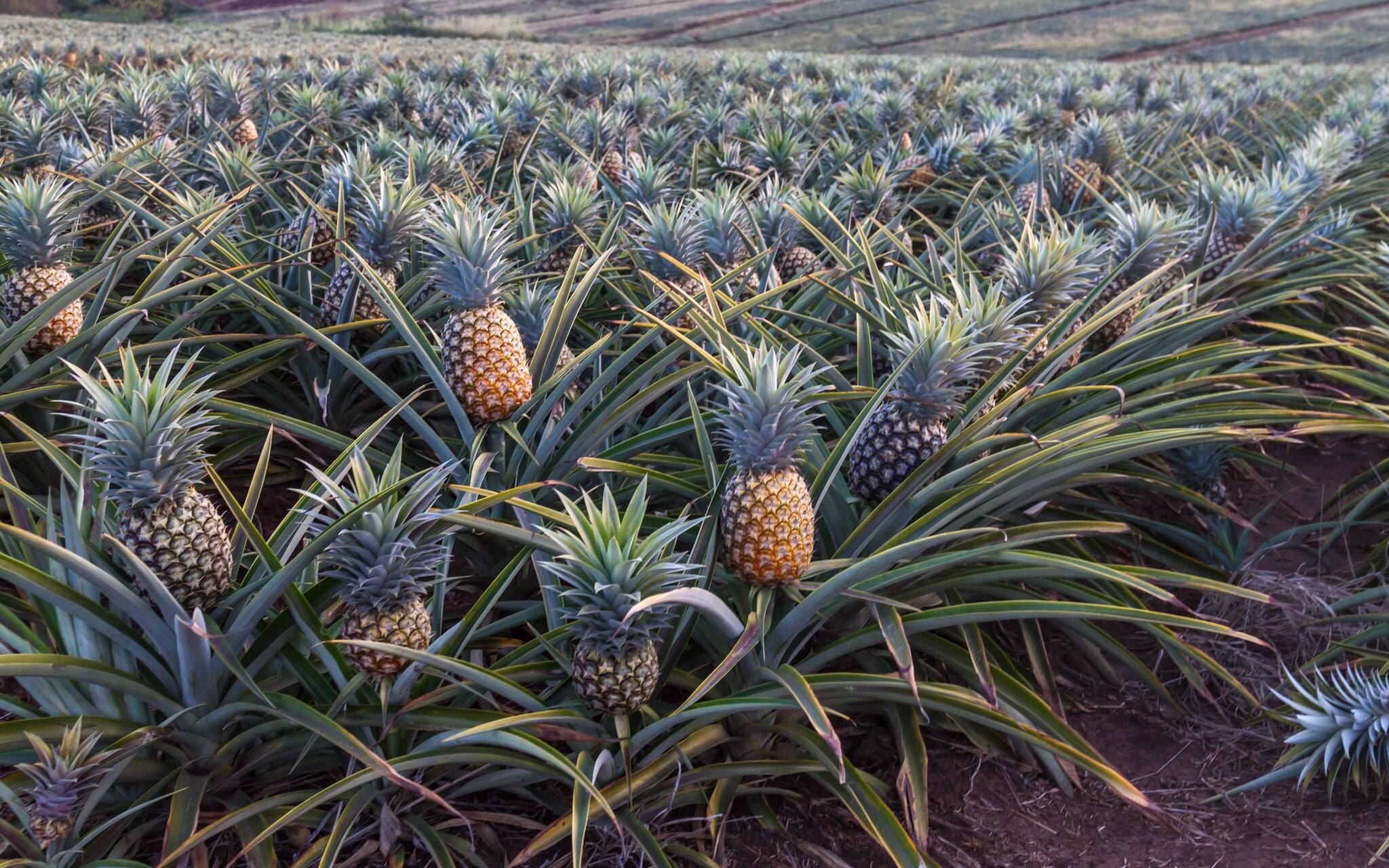 Pineapples growing on a farm near East London, South Africa.