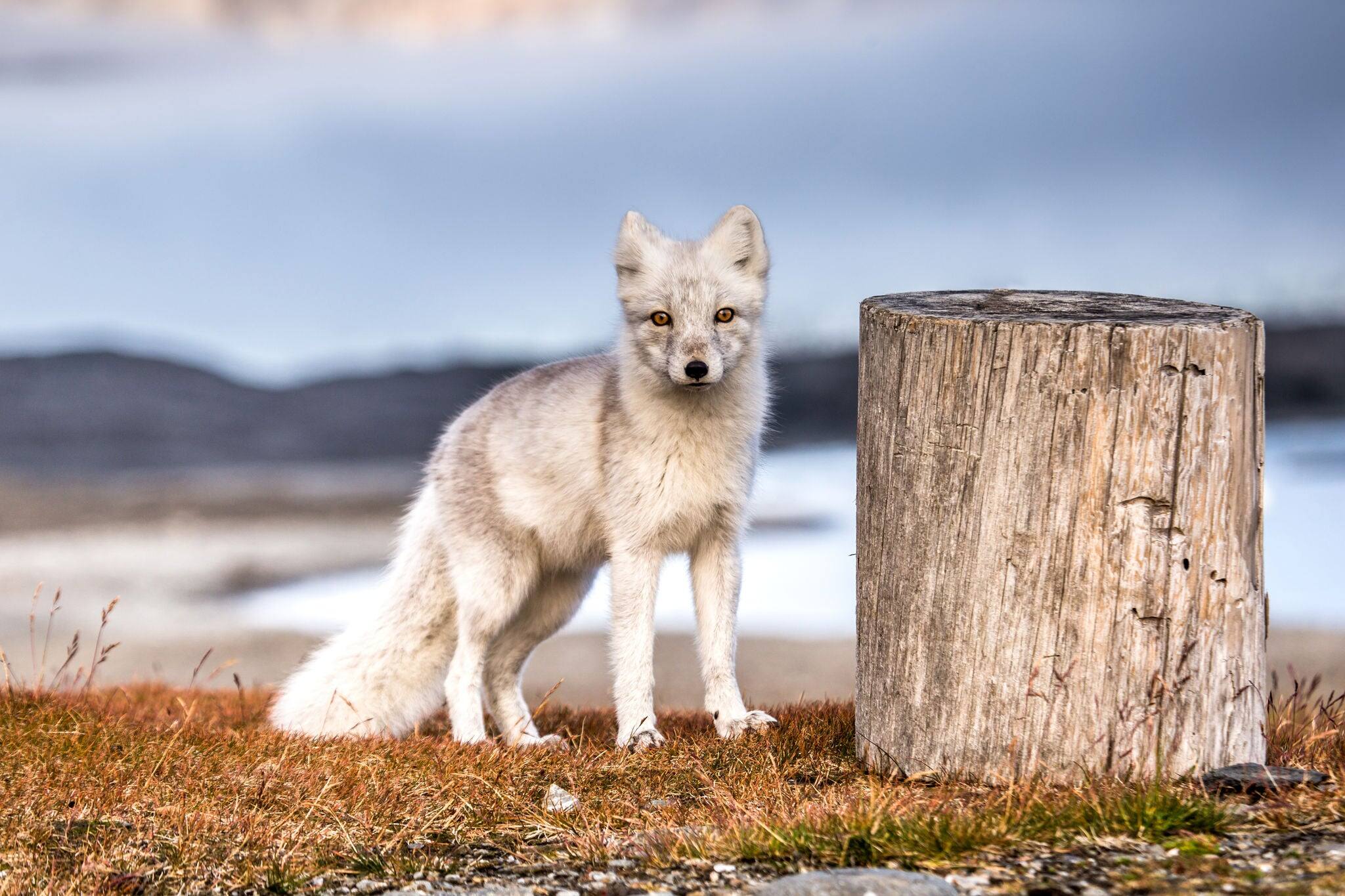 Arctic fox in autumn colors