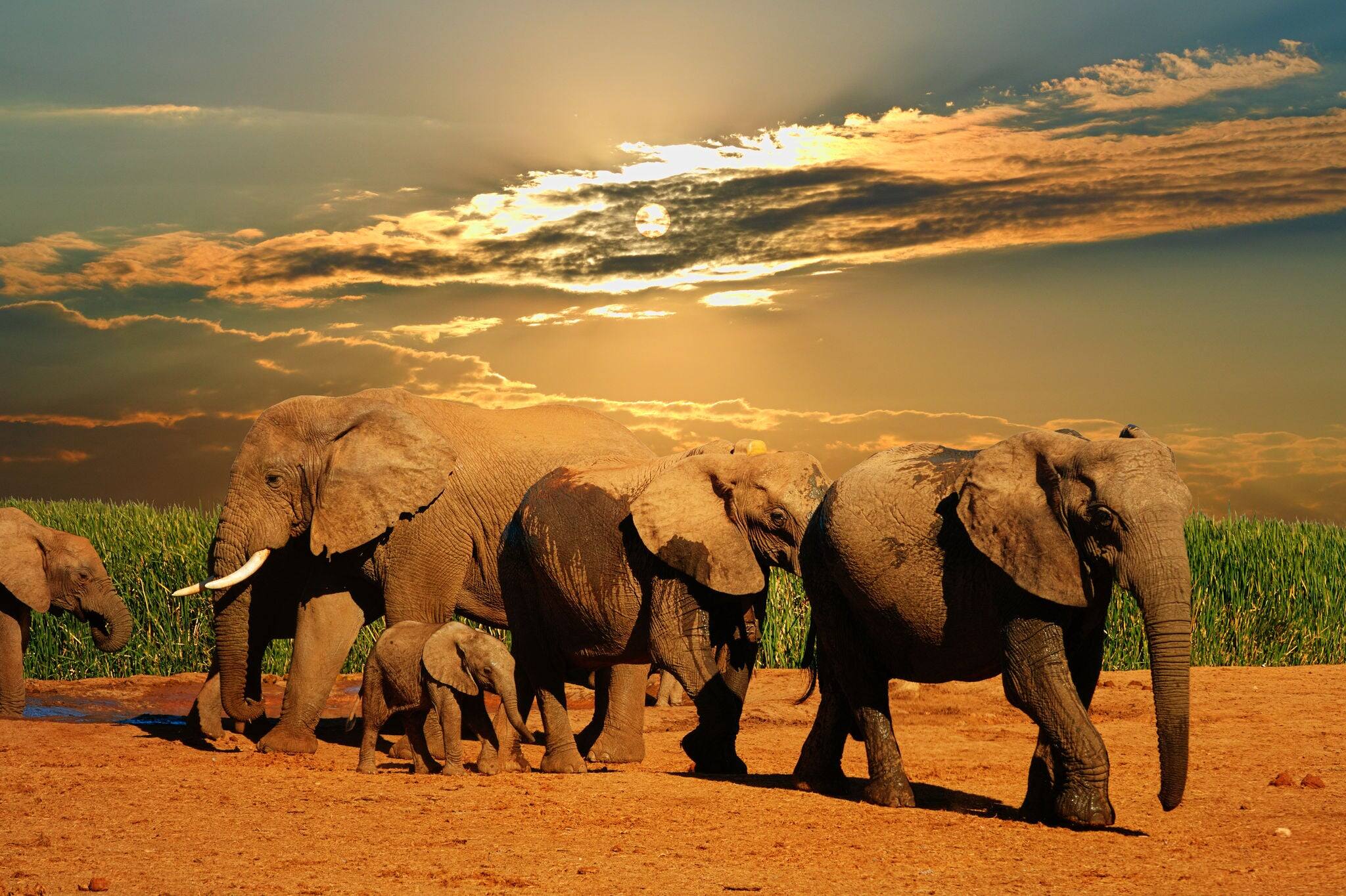African elephant herd, Loxodonta africana, of different ages walking away from water hole, Addo Elephant National Park, South Africa