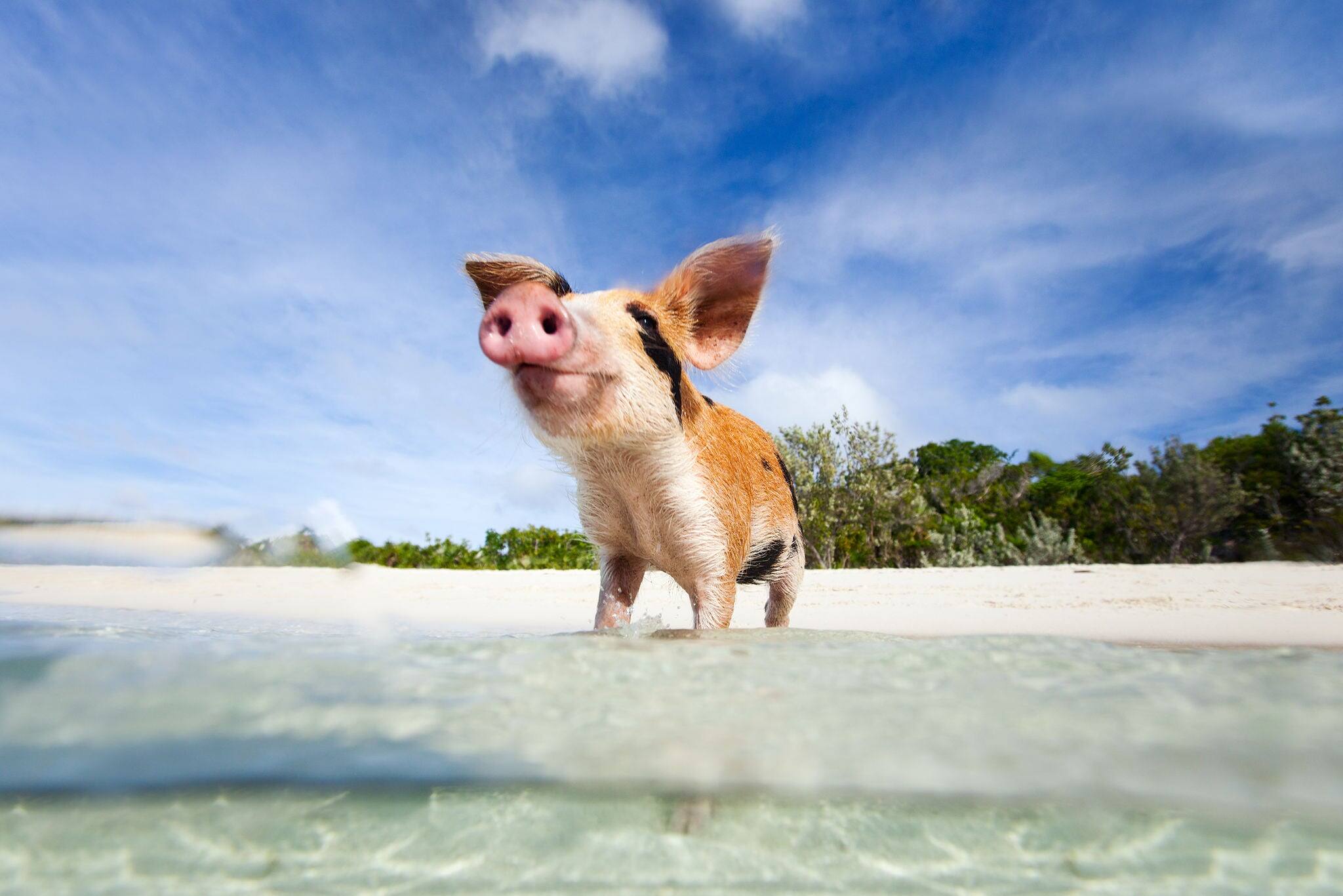 Little piglet in a water at beach on Exuma Bahamas