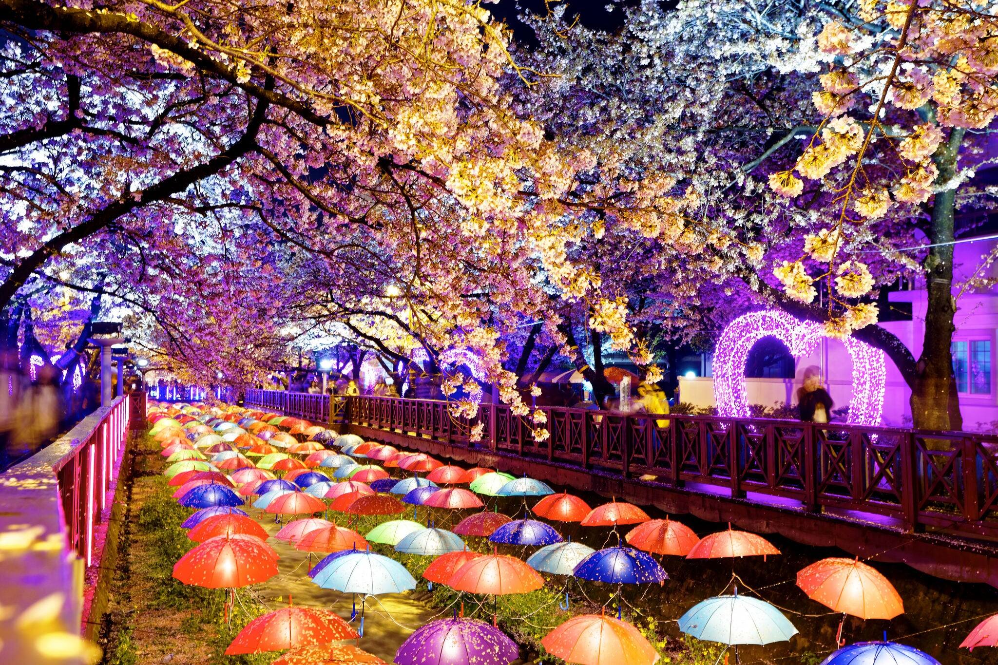 cherry blossoms at night, busan city in south korea