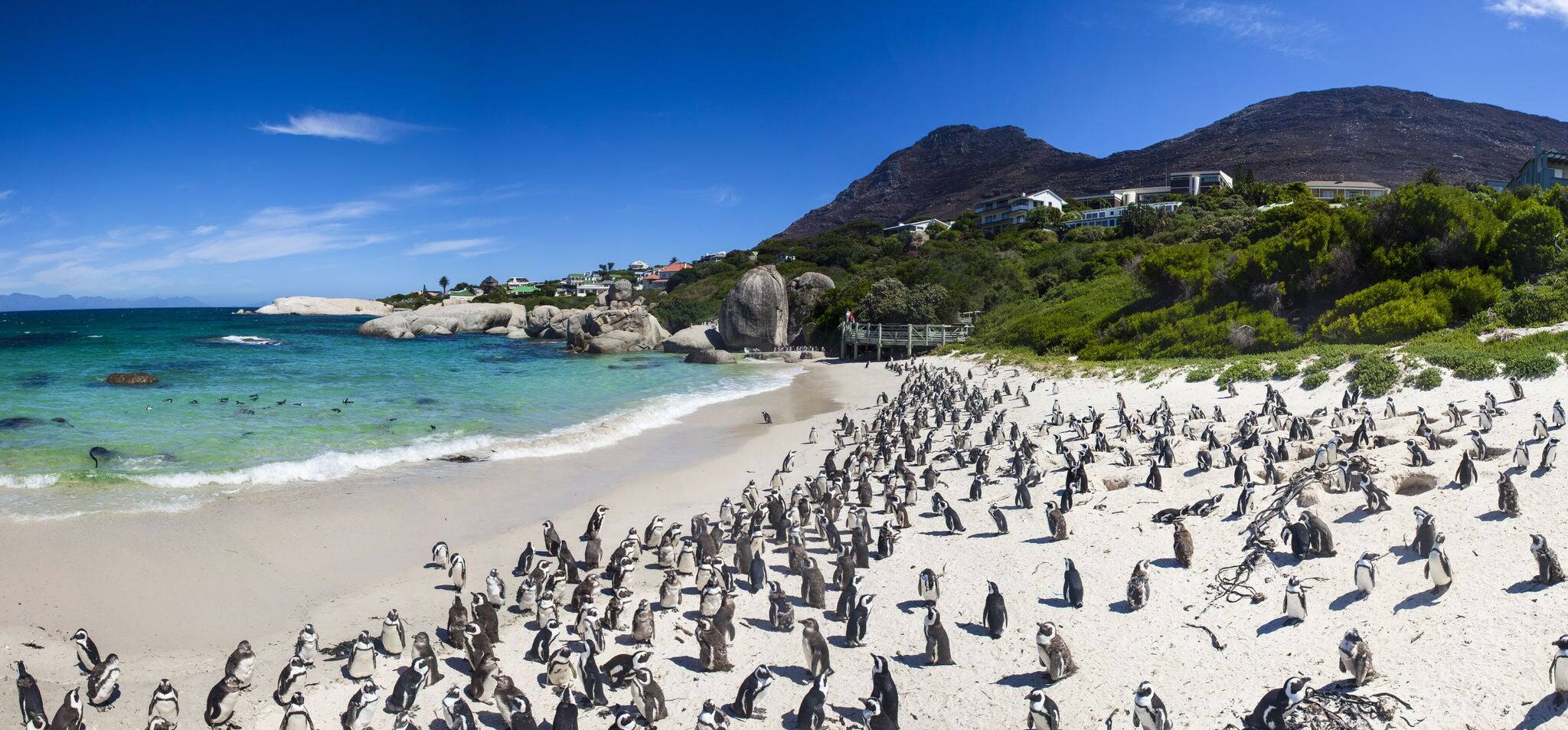 Penguins at boulders beach in Simons Town, Cape Town, Africa