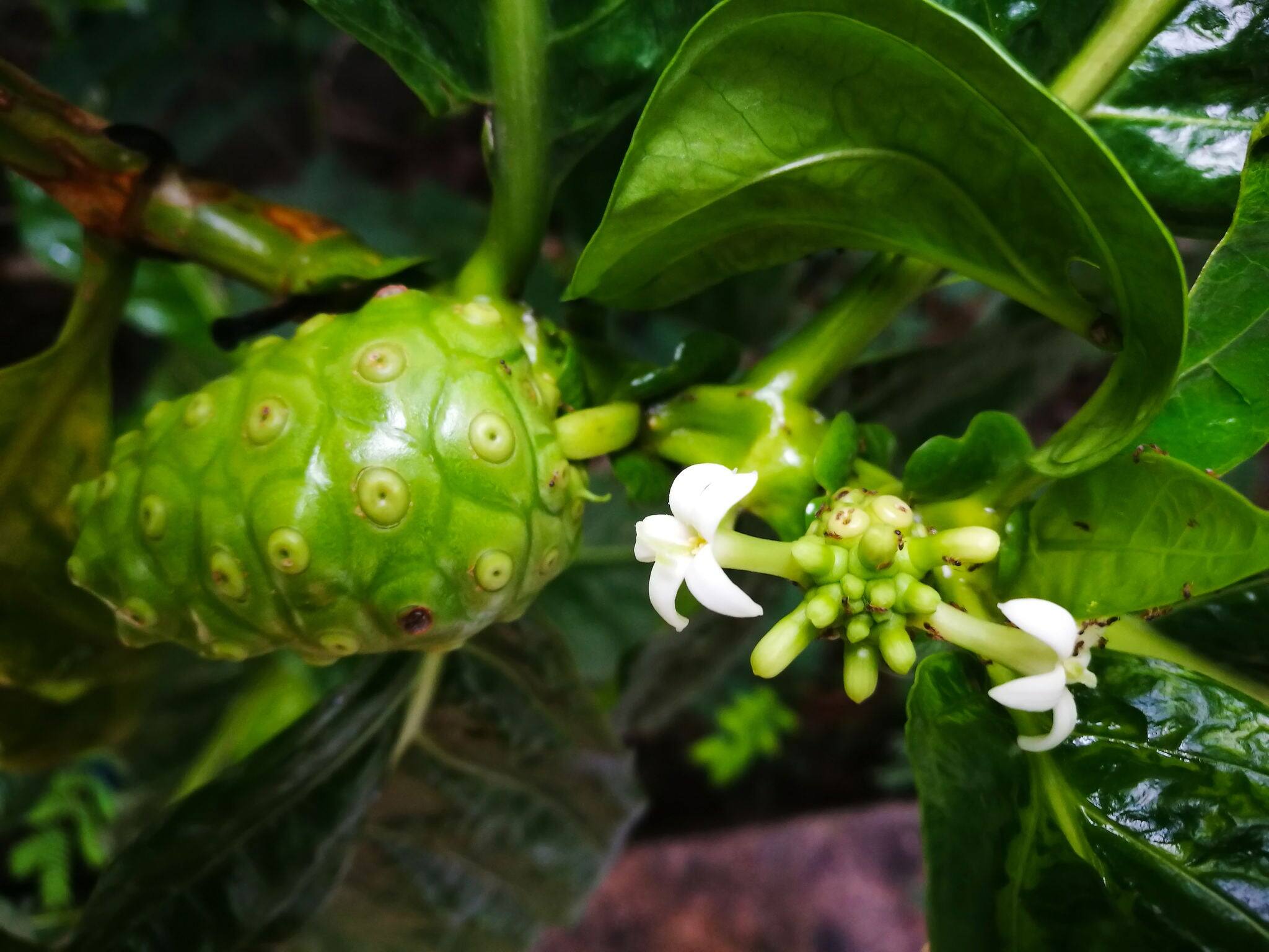 Noni is on the branch with green leaves and flowers.