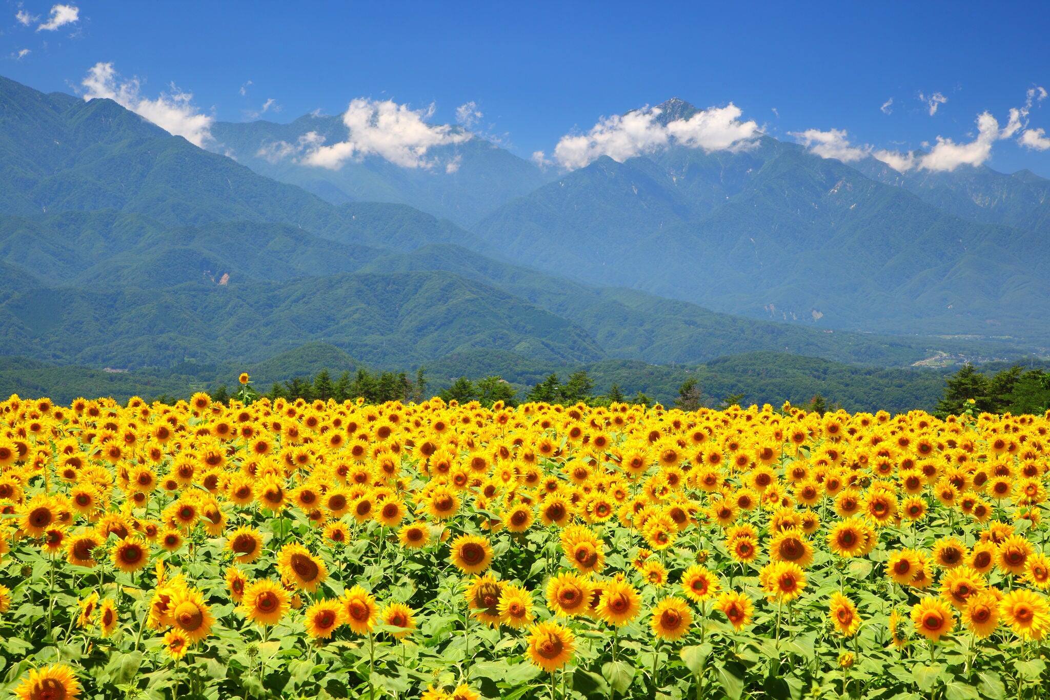 Sunflower field and mountain in summer, Japan