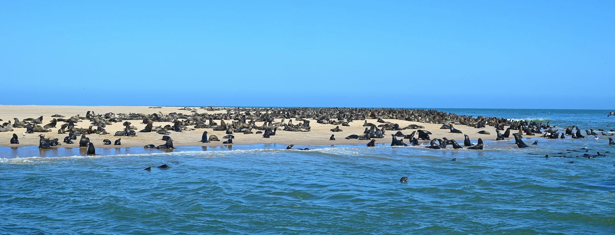 Seal island near Walvis Bay - Namibia
