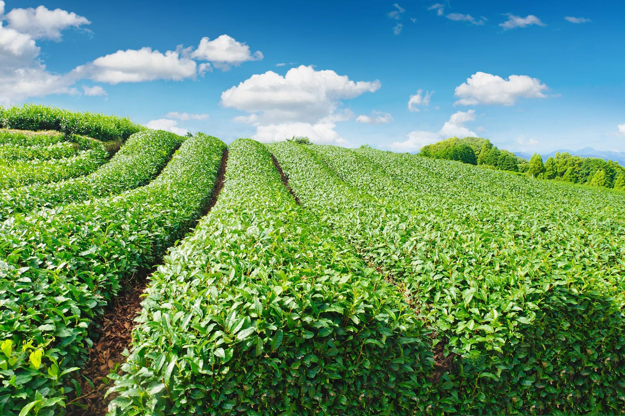 Beautiful fresh green tea plantation at Nihondaira, Shizuoka - Japan