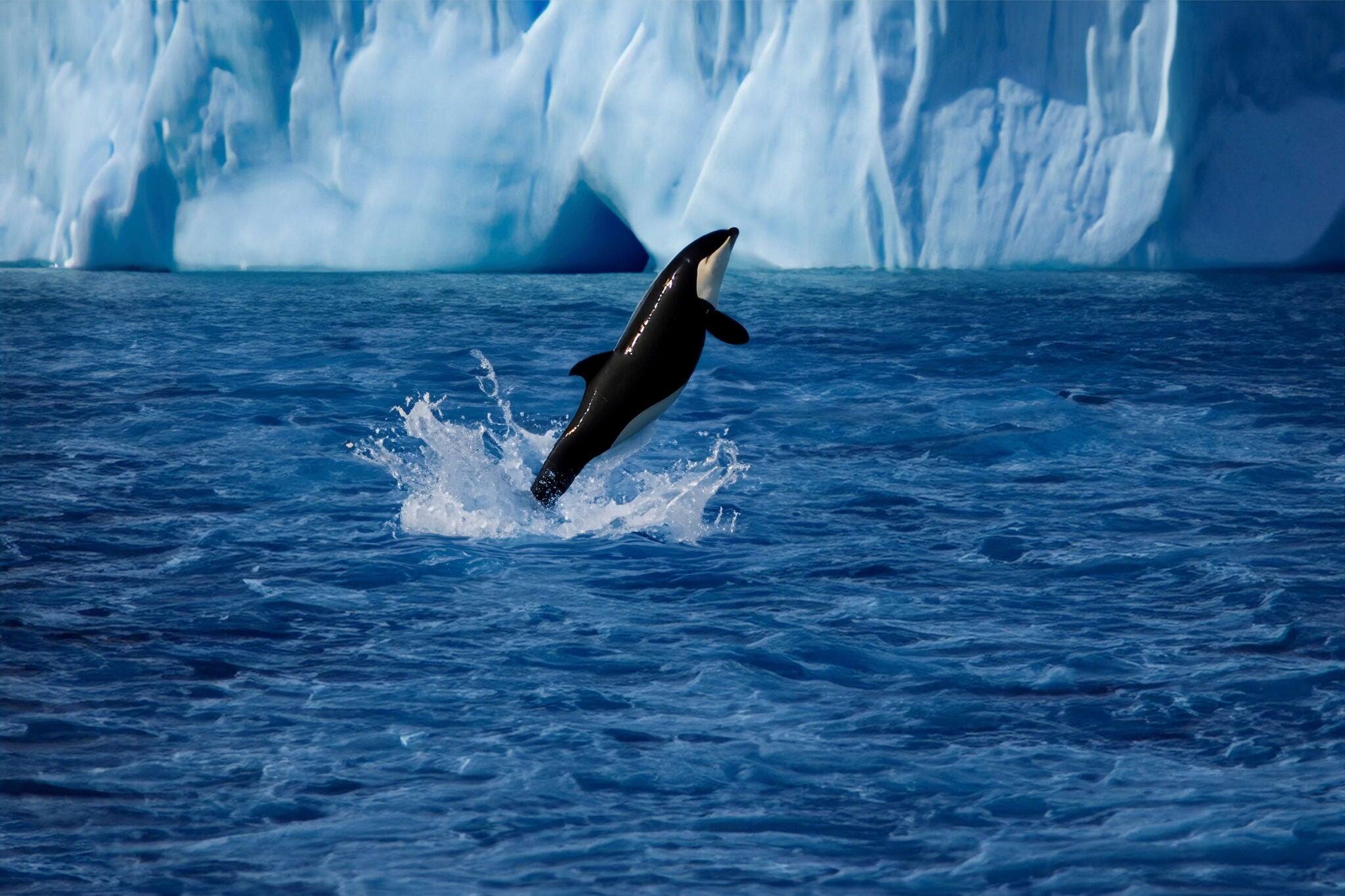 An Orca whale jumping off the sea surface