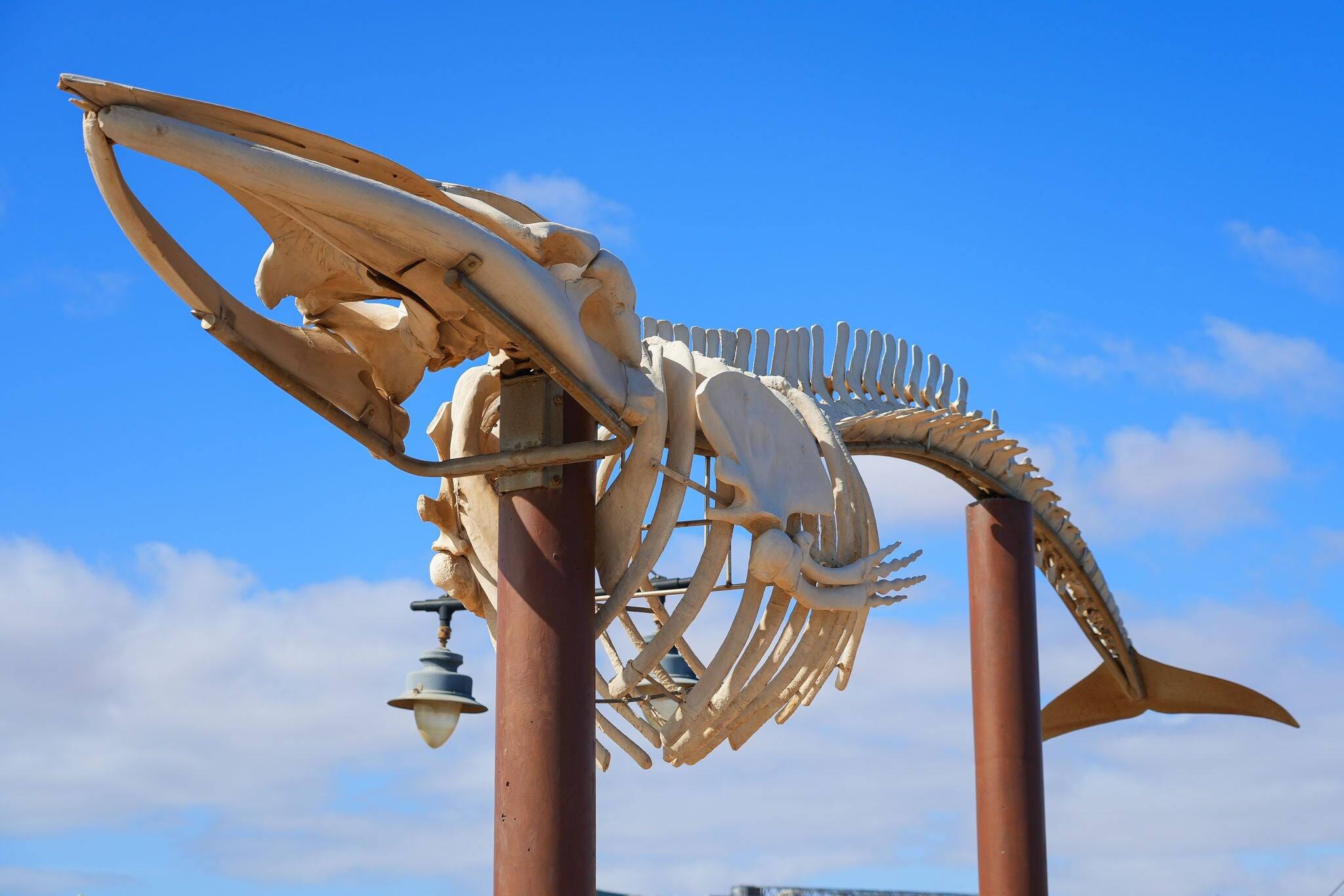 Fin whale skeleton displayed on a jetty by the Atlantic Ocean in Puerto del Rosario, the capital of Fuerteventura island, near Playa Chica ("Chica Beach") in the Canary Islands, Spain