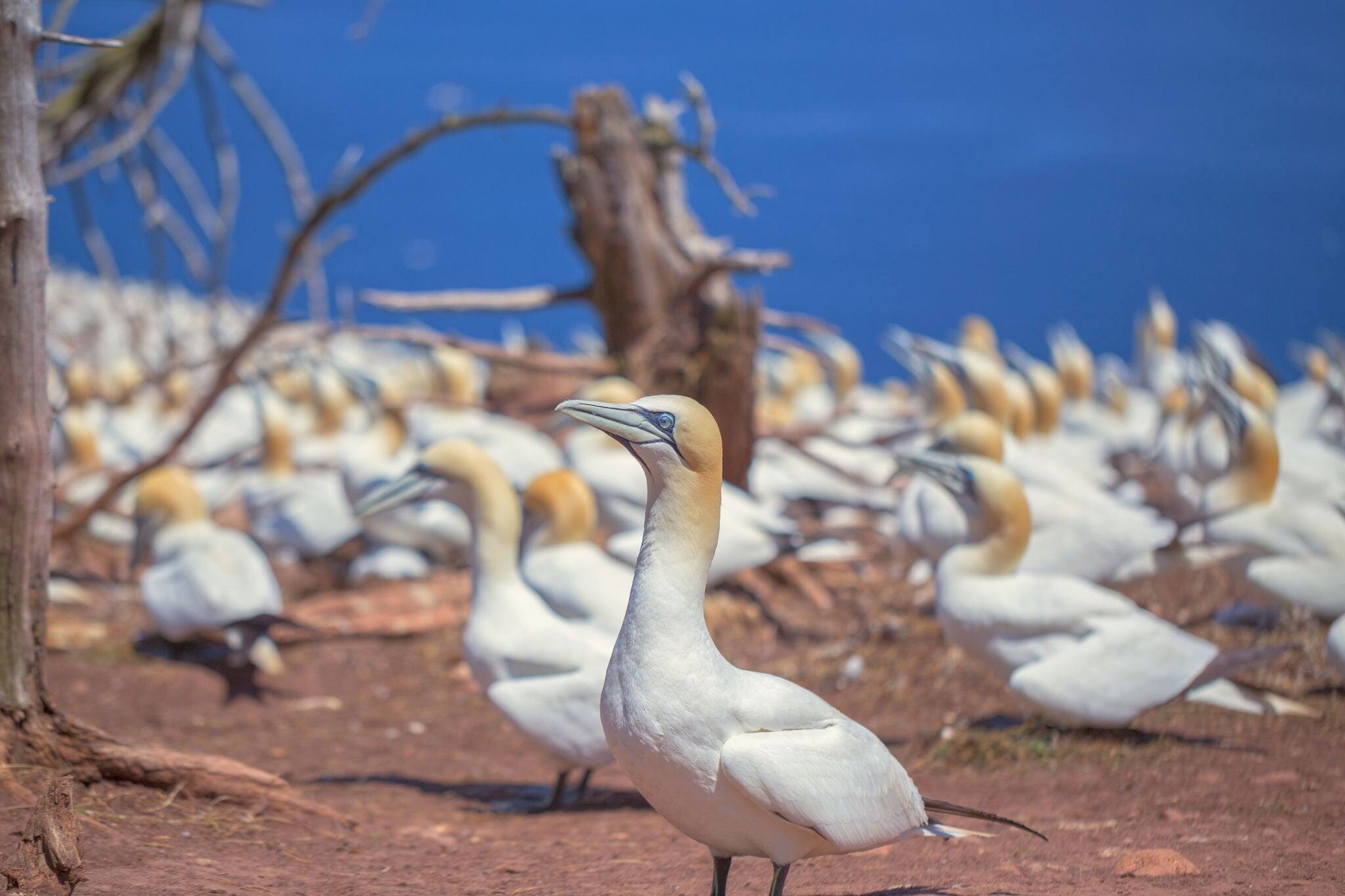Colonia de Gannet en Nueva Zelanda.
