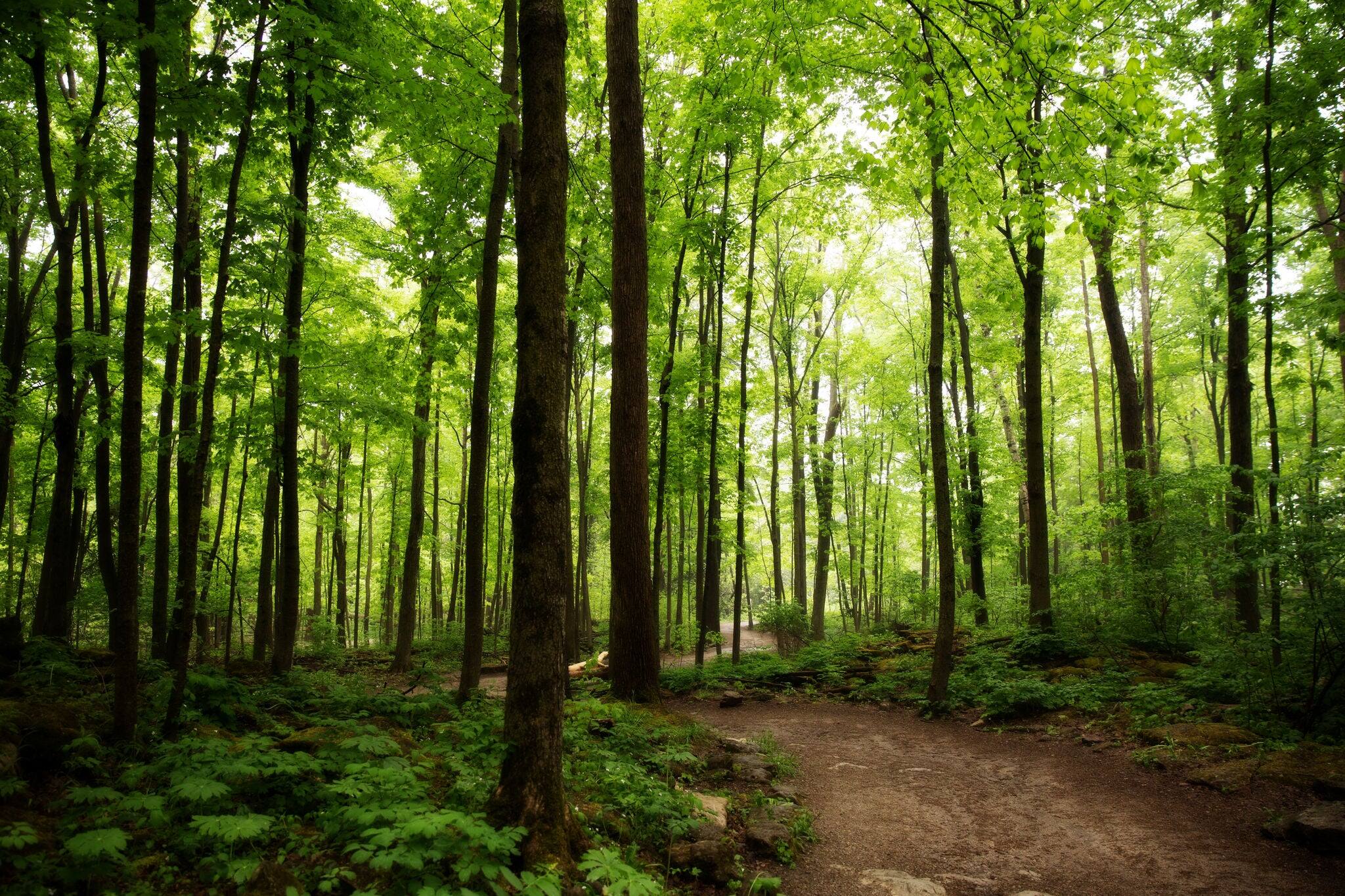 Crawford Lake Milton Ontario woods path