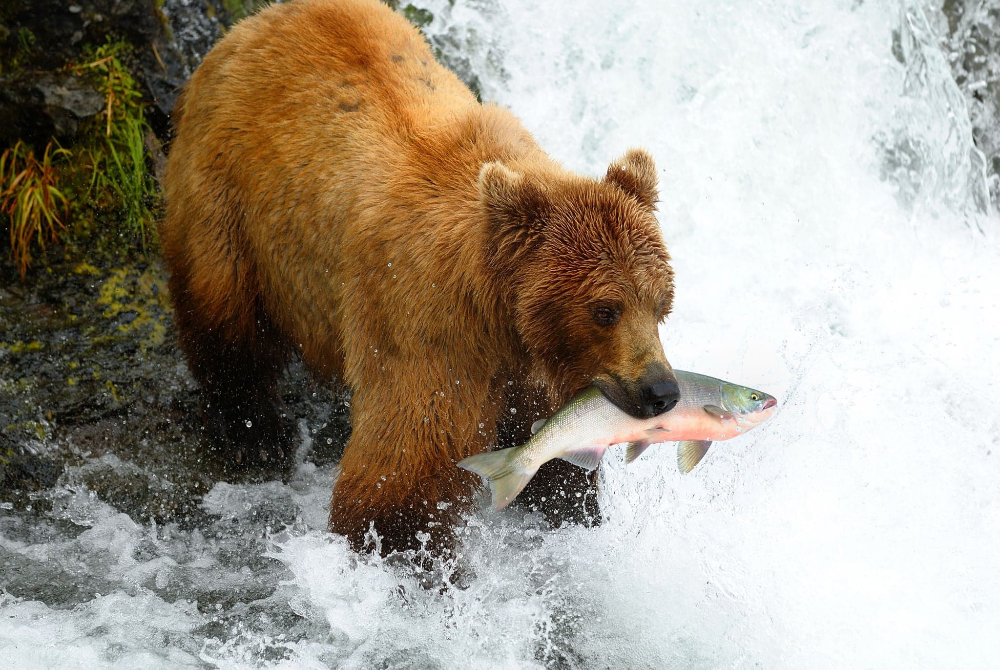 Alaska brown bear is catching a salmon at the waterfall.