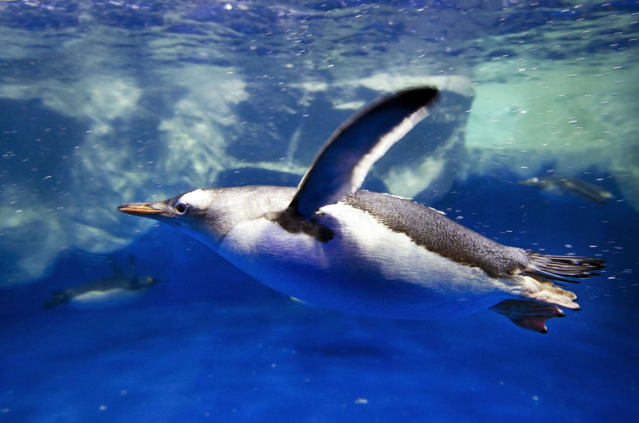 Gentoo Penguins swimming underwater of the Southern Arctic ocean.