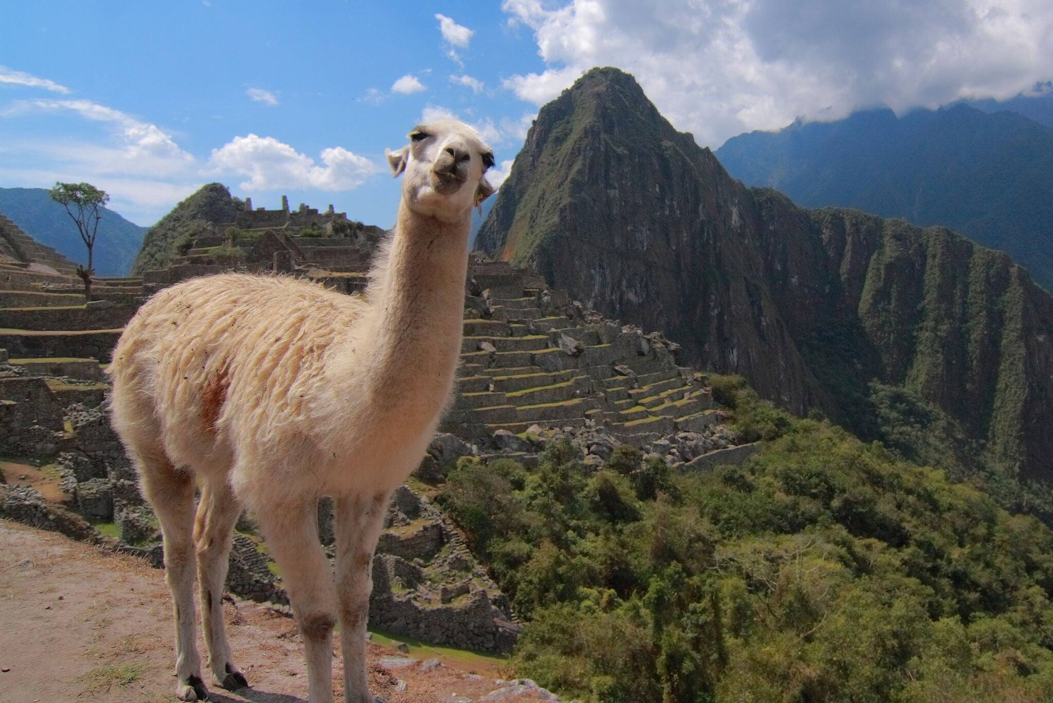 Alpaca in Machu Picchu