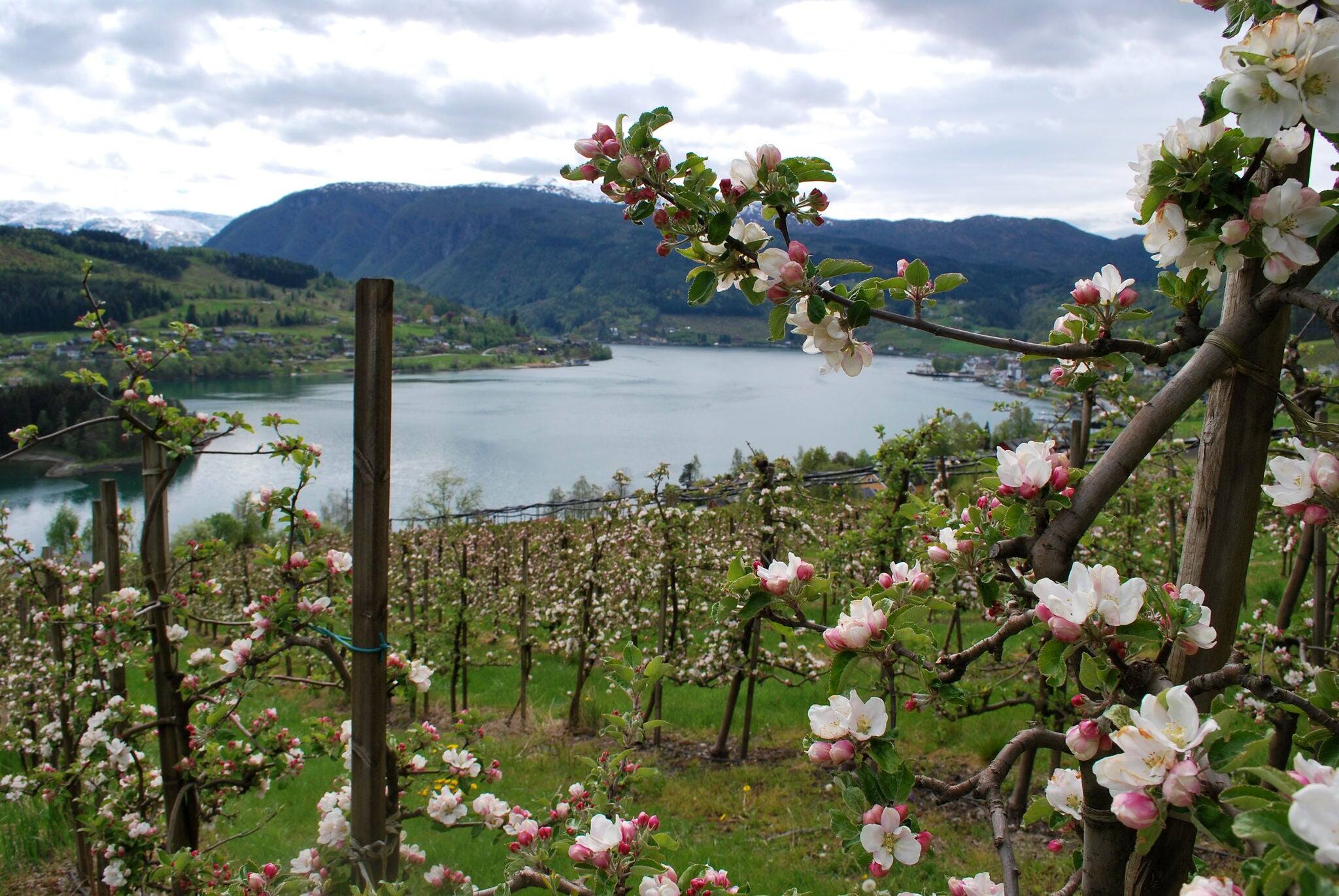 Norway fjord apple blossoms in spring full bloom Hardangerfjord in Ulvik