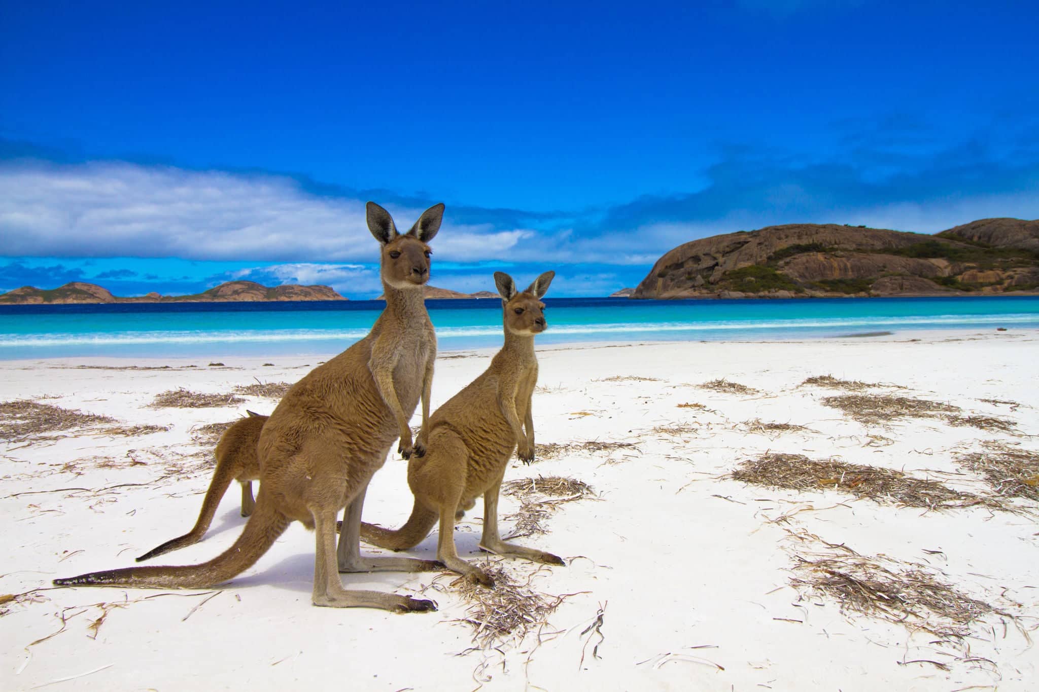 Esperence Lucky Bay Western Australia Kangaroo Beach