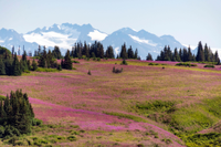 Homer, Alaska