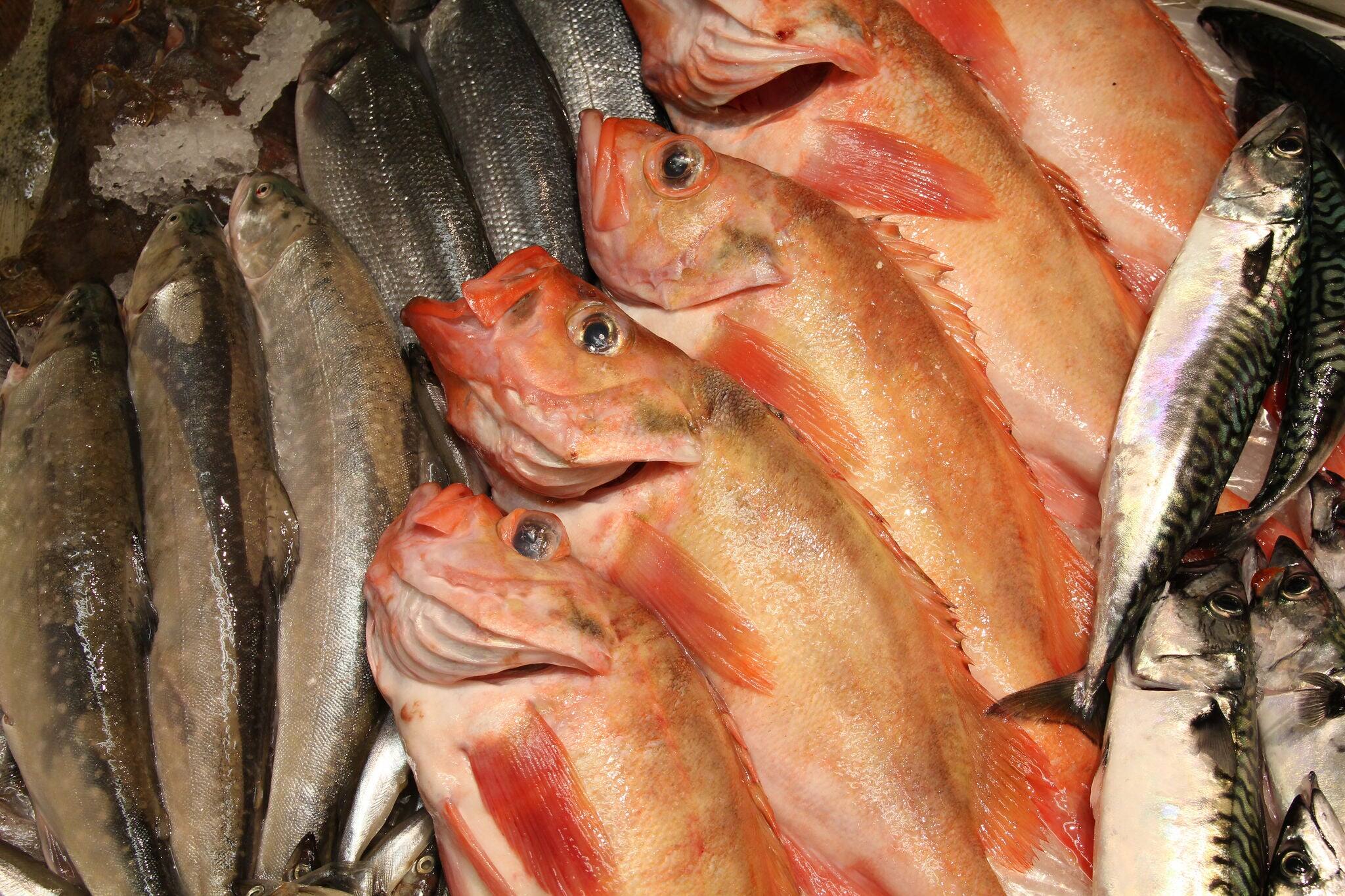 Various fish at famous fish market Kristiansand, Norway