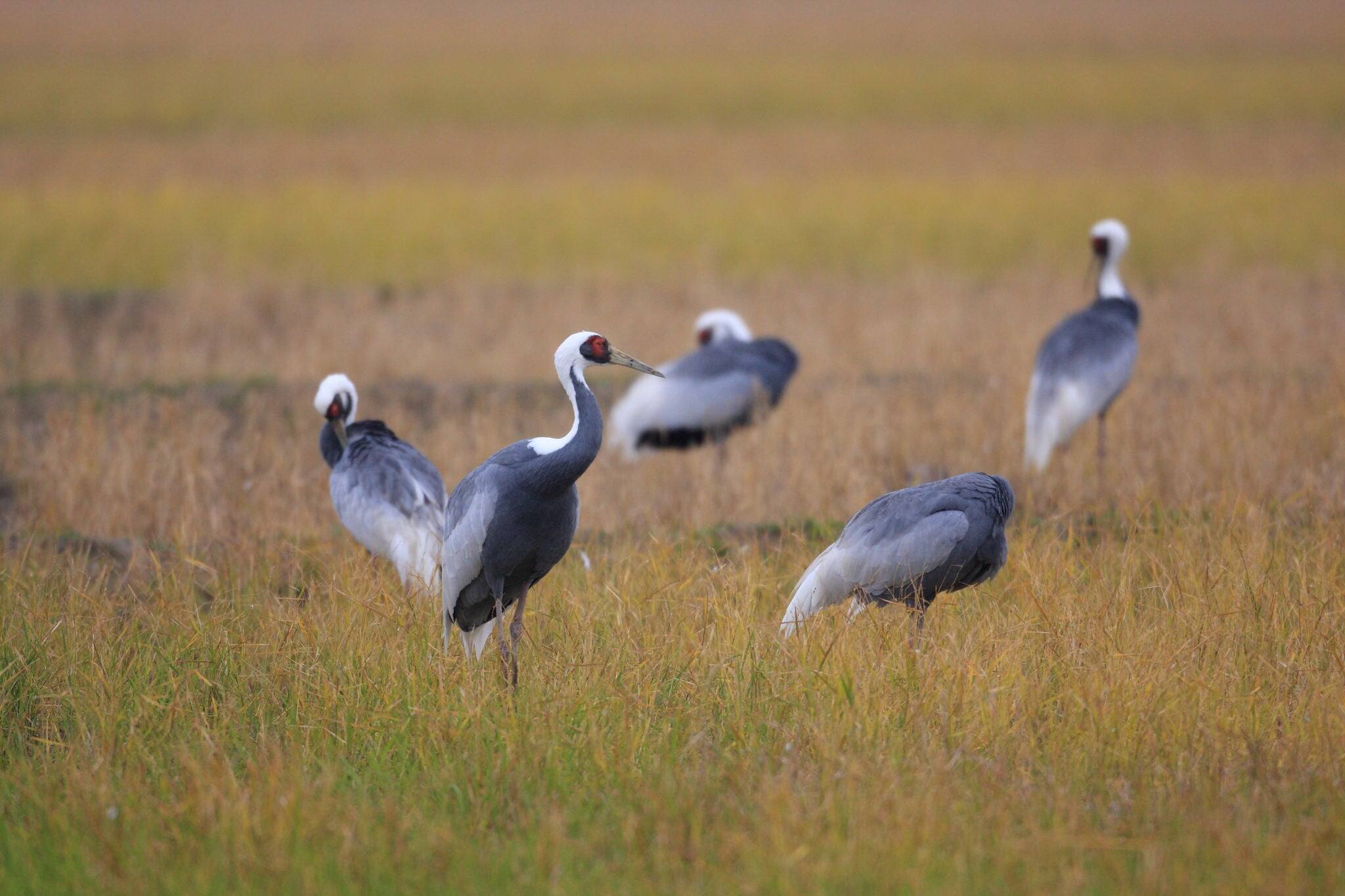 Common crane in Izumi, Kagosima, Japan