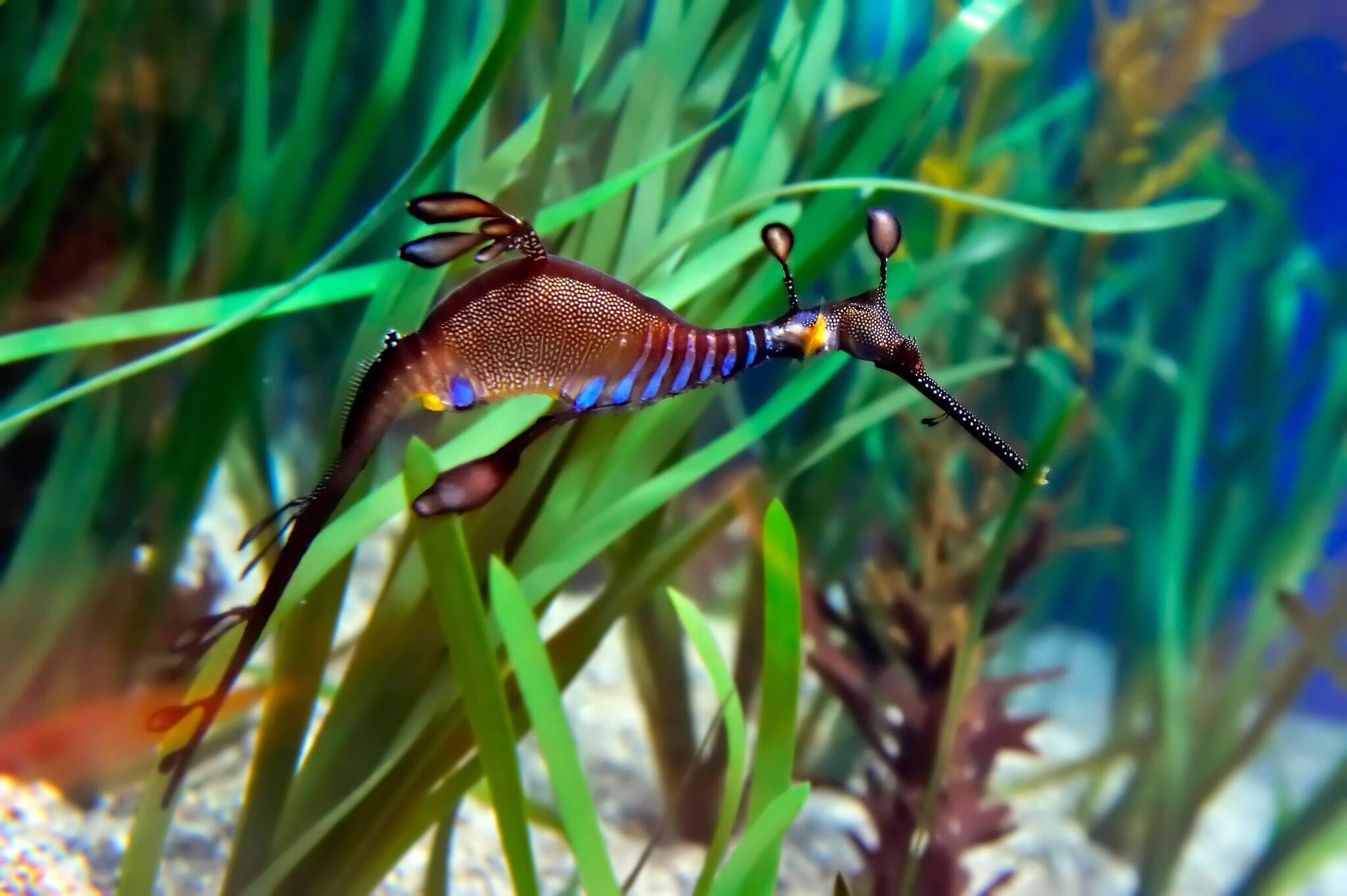 underwater image of sea dragon