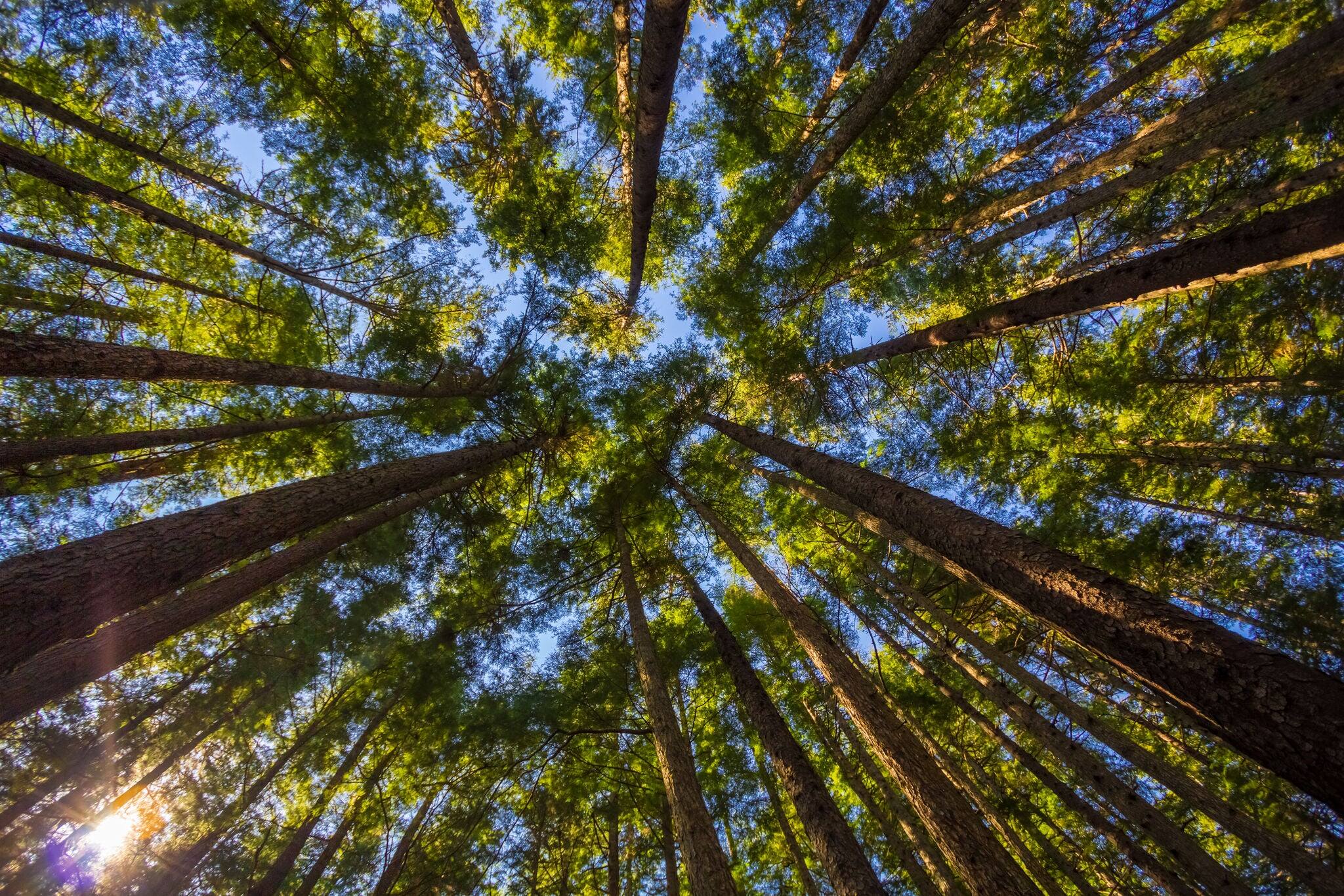 Looking strait up in an Alaska rain-forest through Sitka Spruce