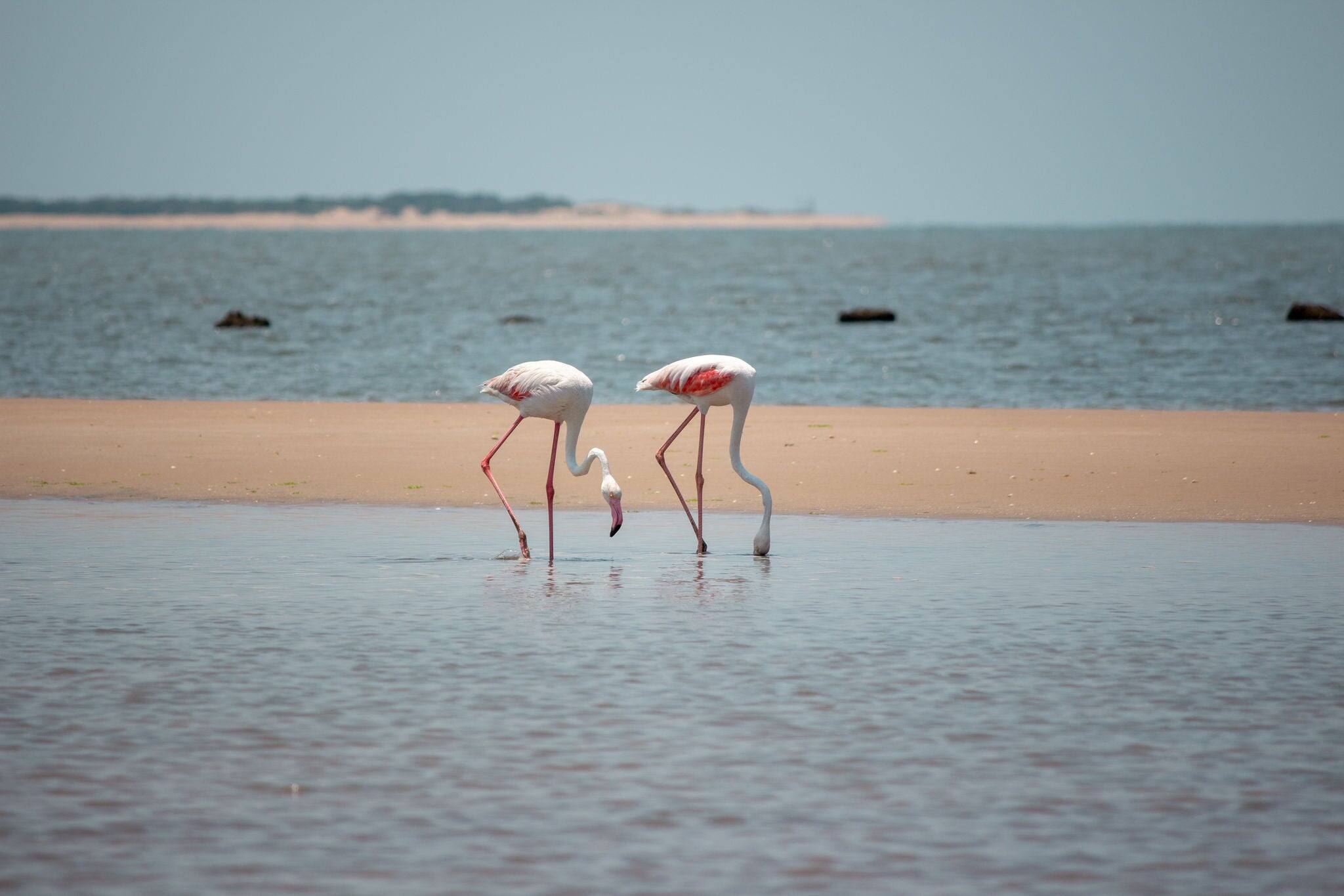 Couple of Greater flamingo (Phoenicopterus roseus) wading and searching for food in Costa de Sol beach, in Maputo, Mozambique