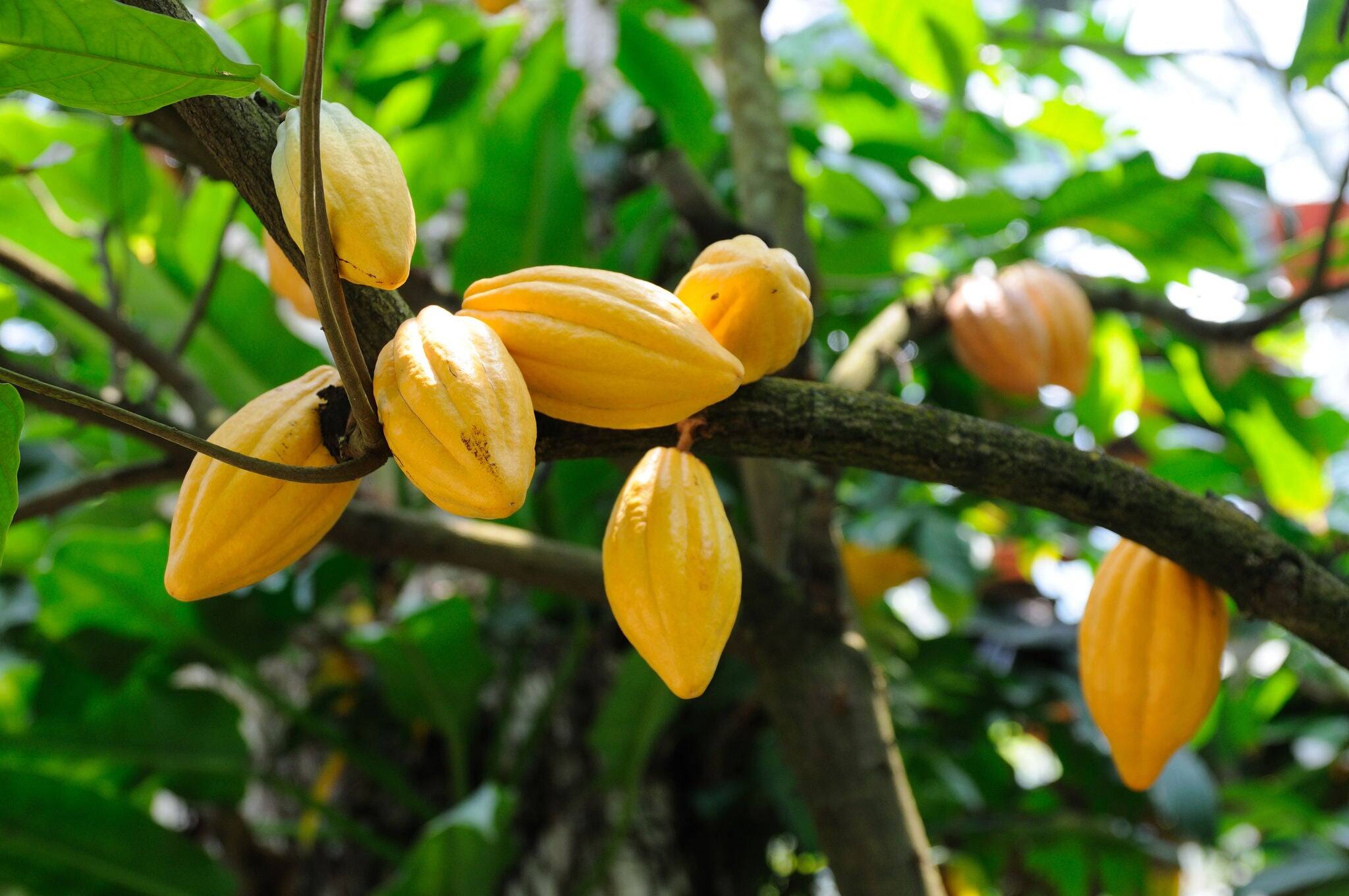 Cocoa pods on tree
