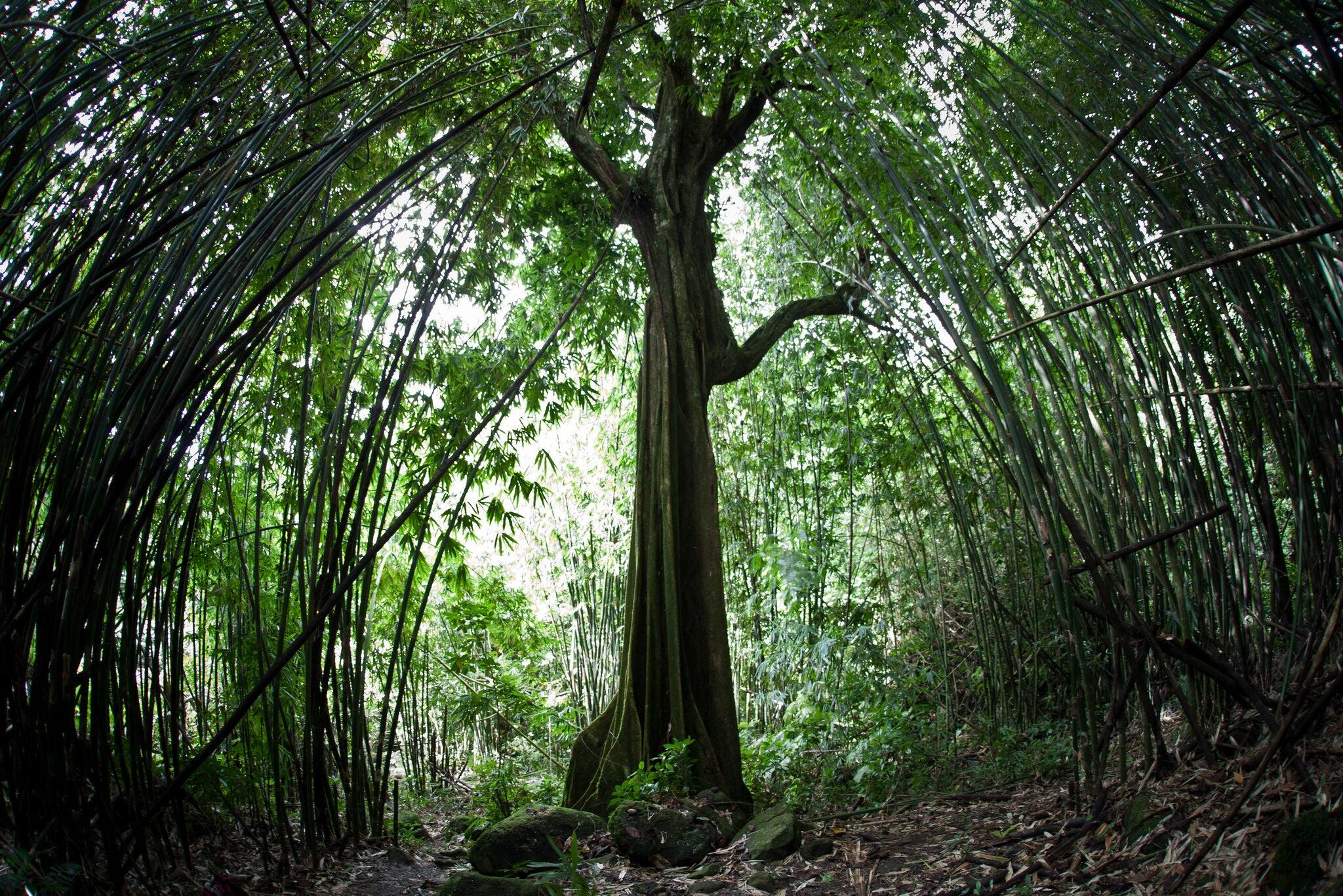 A bamboo forest grows on the island of Raiatea in French Polynesia.  This beautiful island is surrounded by a barrier reef and covered by thick rainforest.