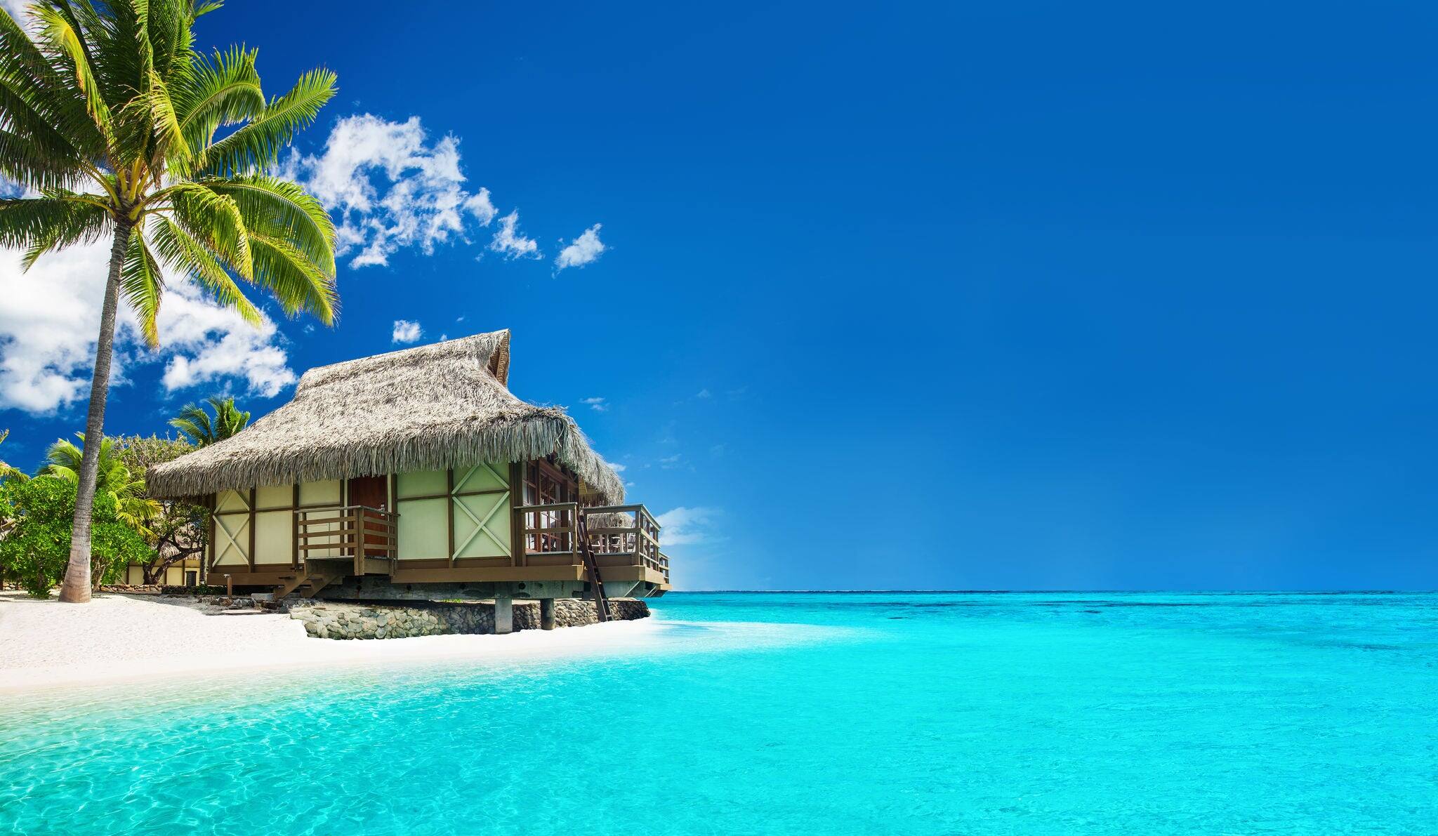 Tropical bungalow on the amazing beach with a palm tree