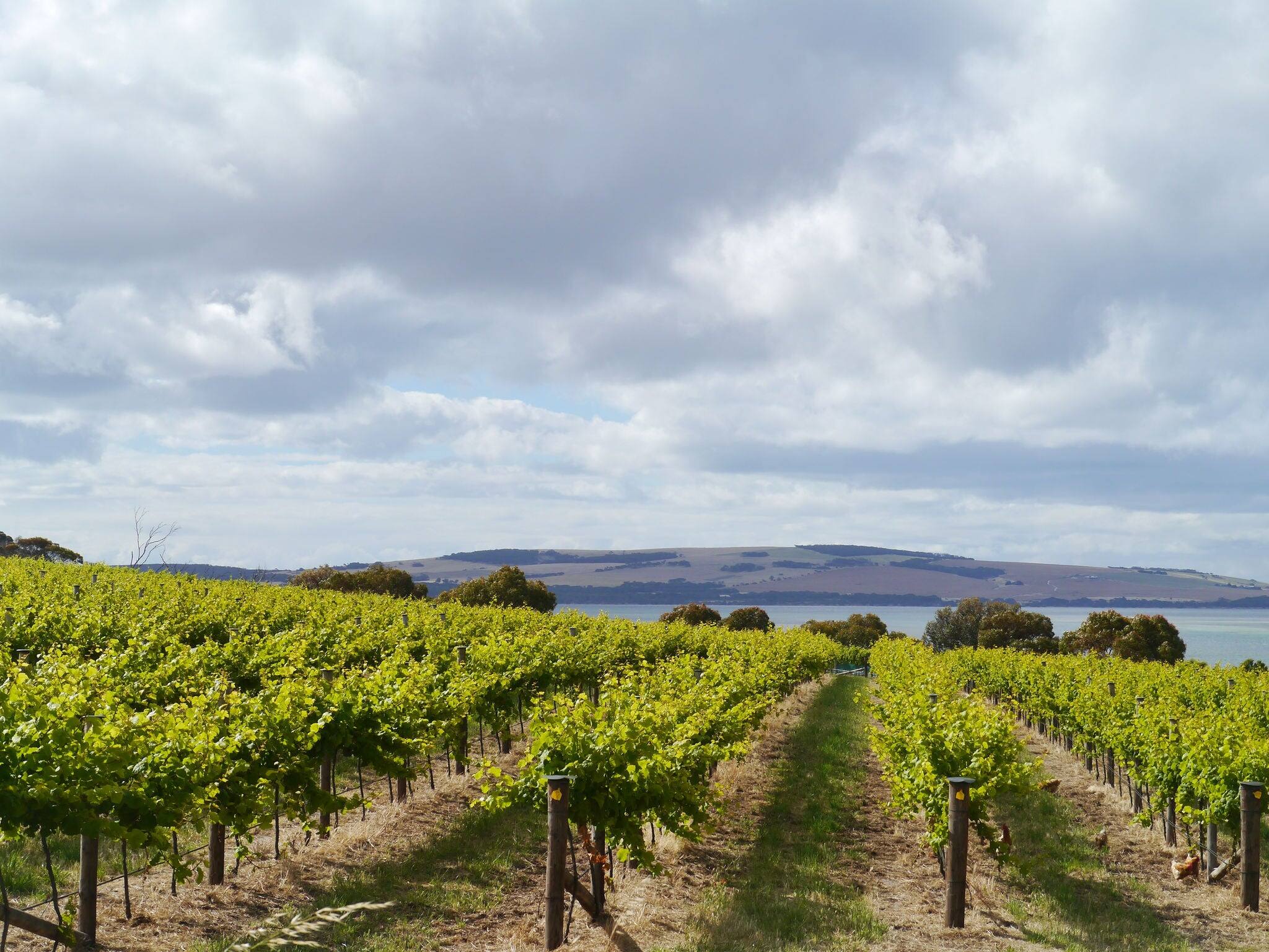 A wine vineyard on Kangaroo island in Australia