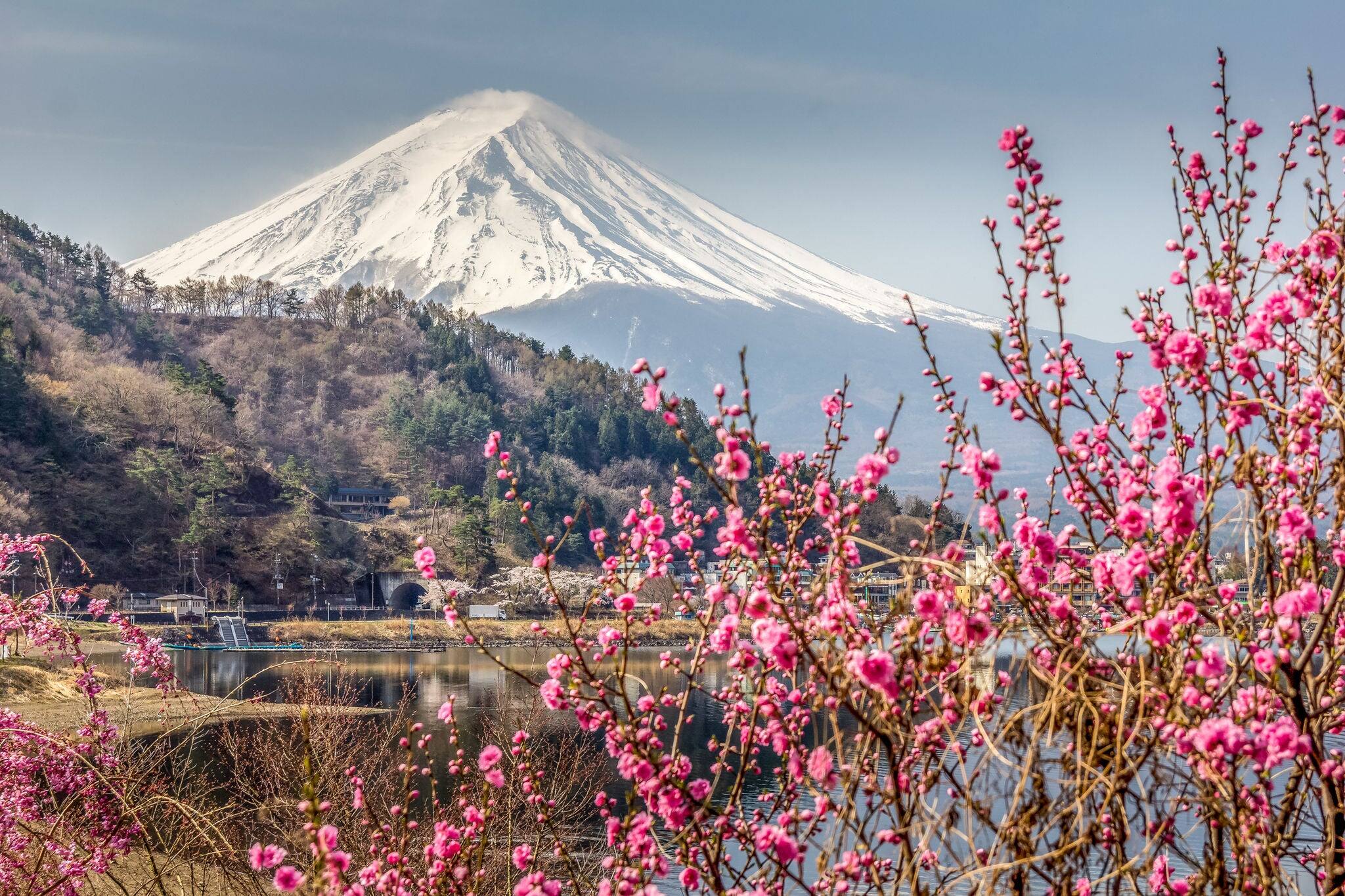 Cherry blossom and the Mount Fuji by the Ashi lake, Hakone, Japon