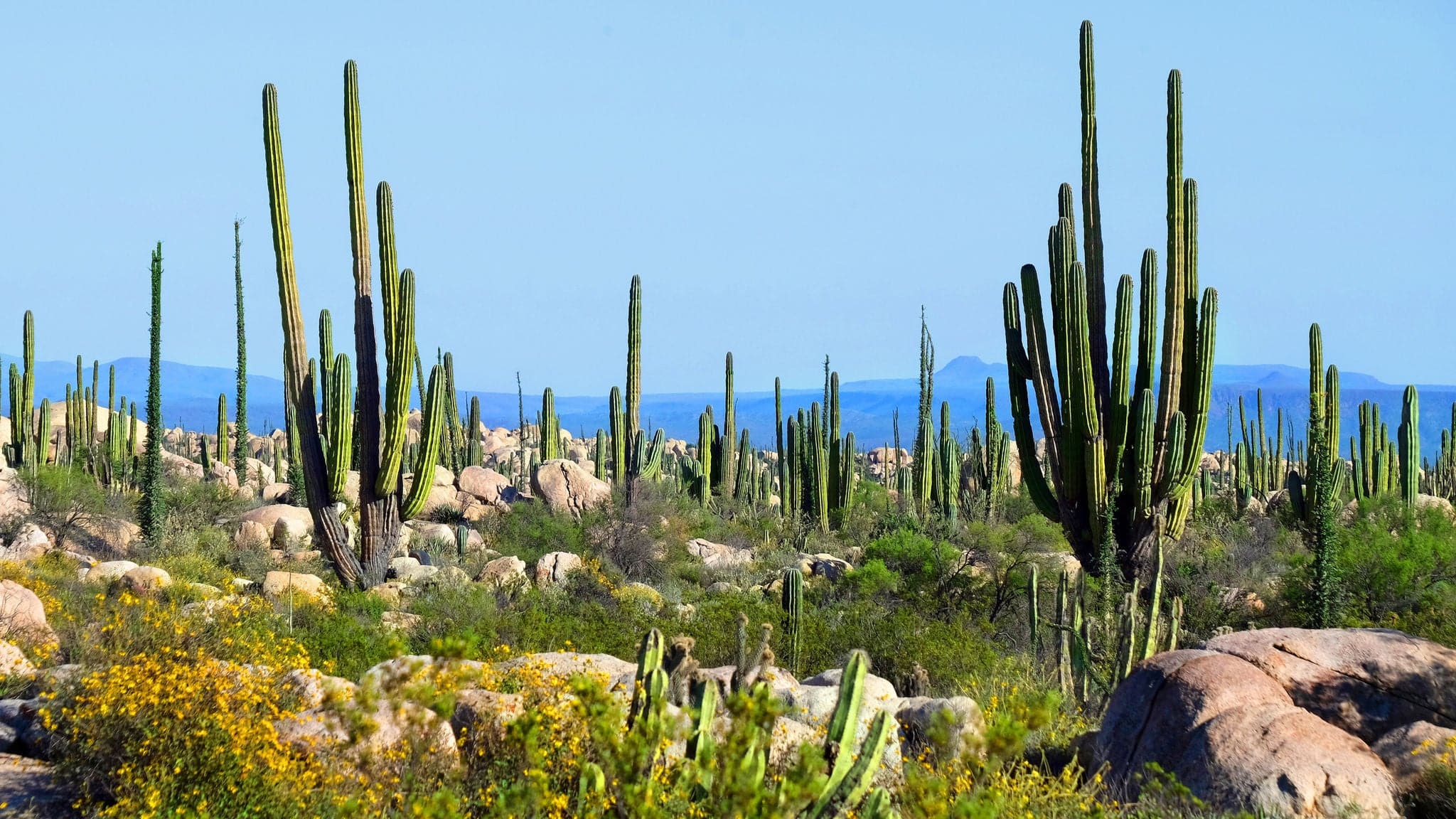 Cactus valley in Baja California, Mexico