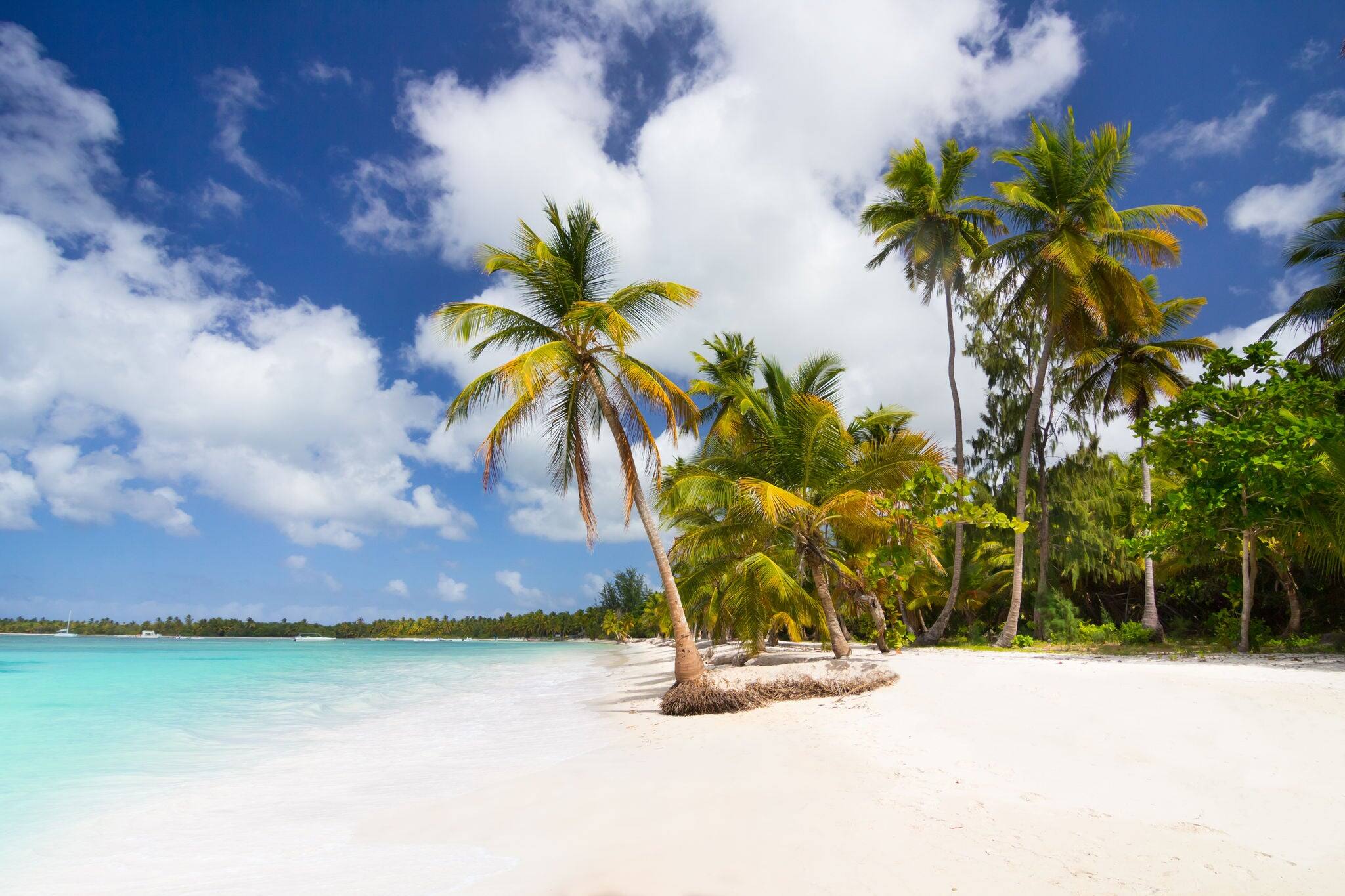 Caribbean wild beach with palm trees in Punta Cana, Dominican Republic
