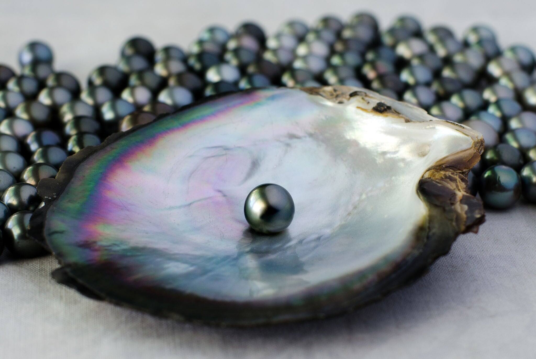 Black lip oyster shell with black pearl (pintada margaritifera-cumingi). Studio shot isolated on white background. No people. Copy space