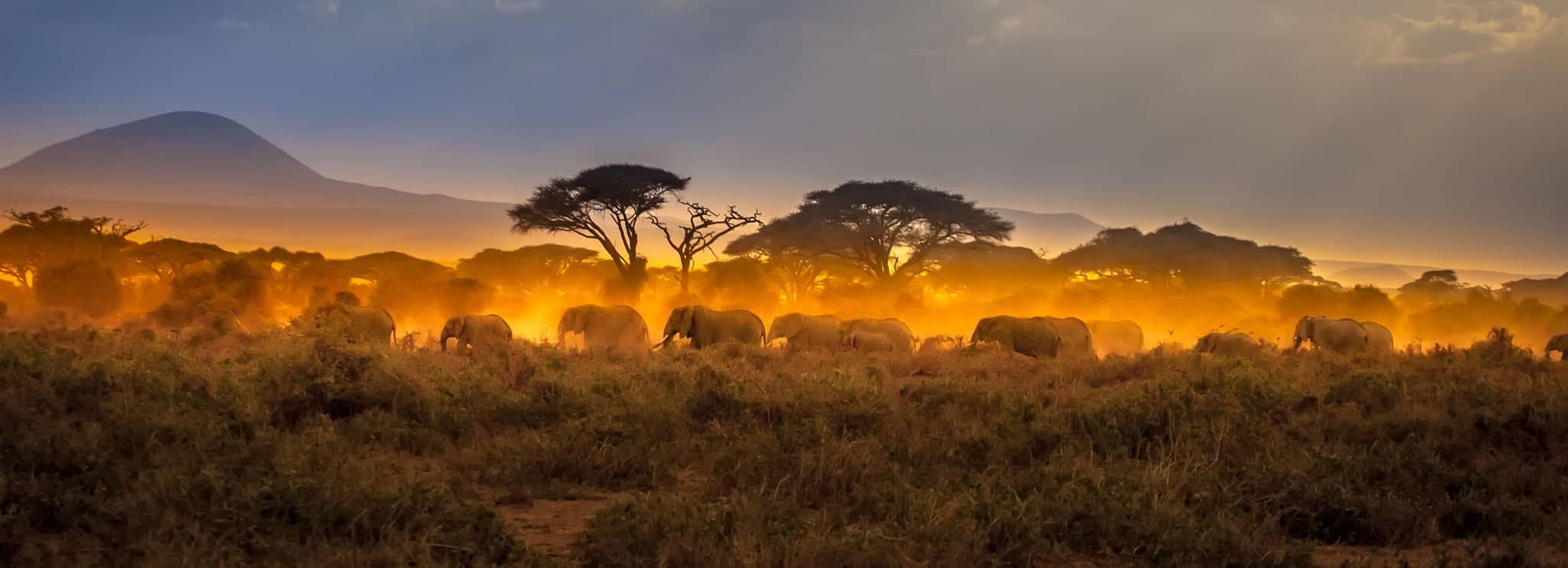 Elefantes en un crucero por África.