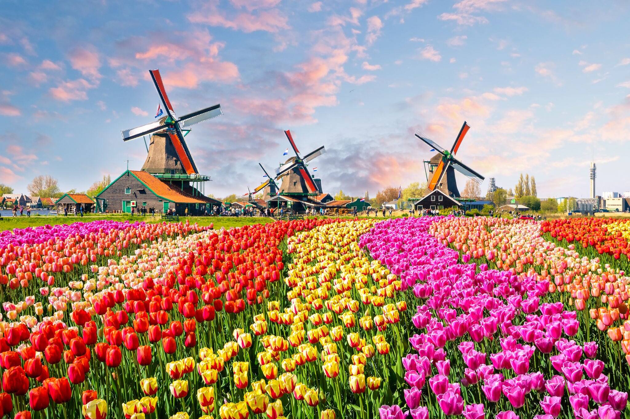 Landscape with tulips, traditional dutch windmills and houses near the canal in Zaanse Schans, Netherlands, Europe