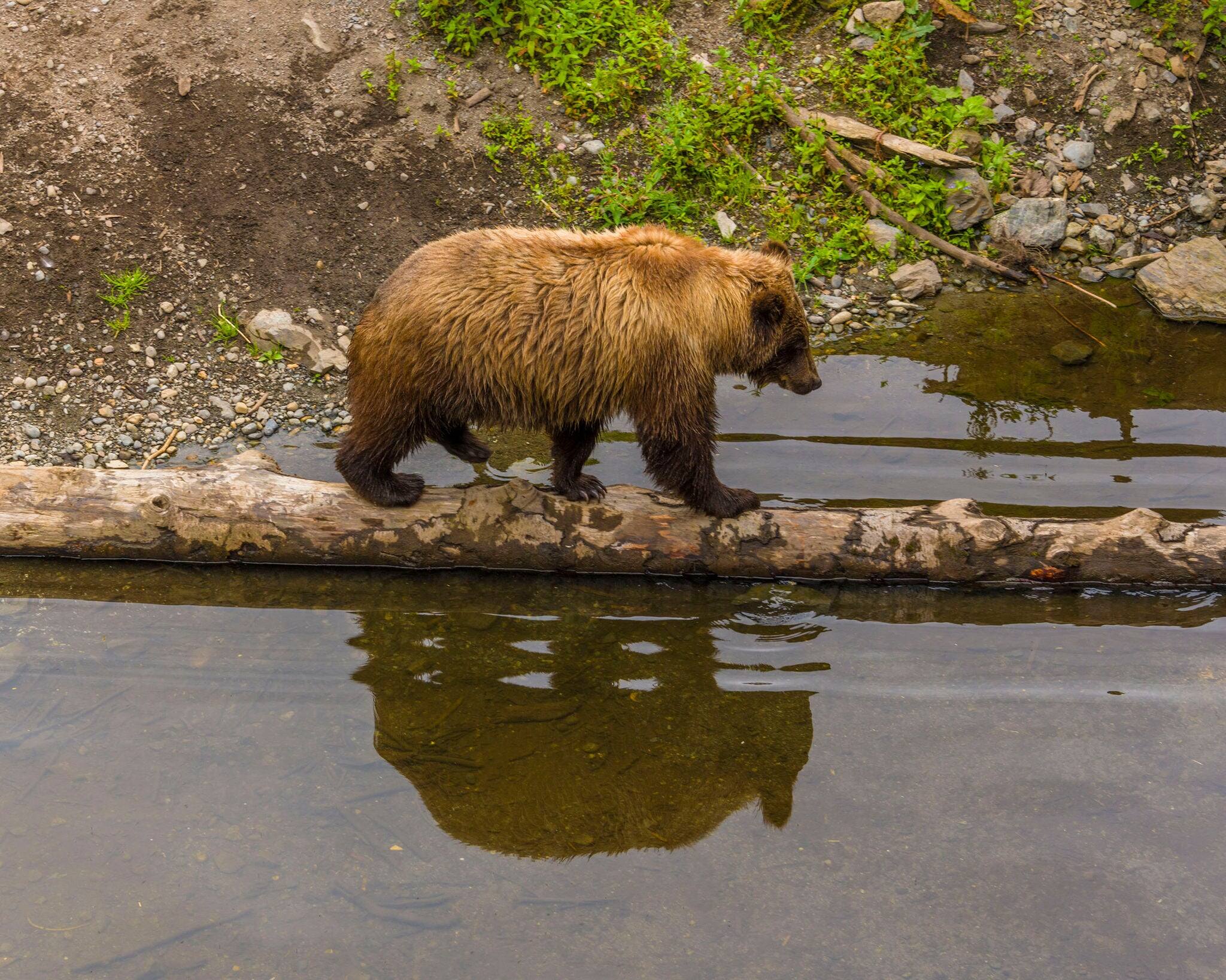 Bears, Fortress of the Bear,Sitka, Alaska