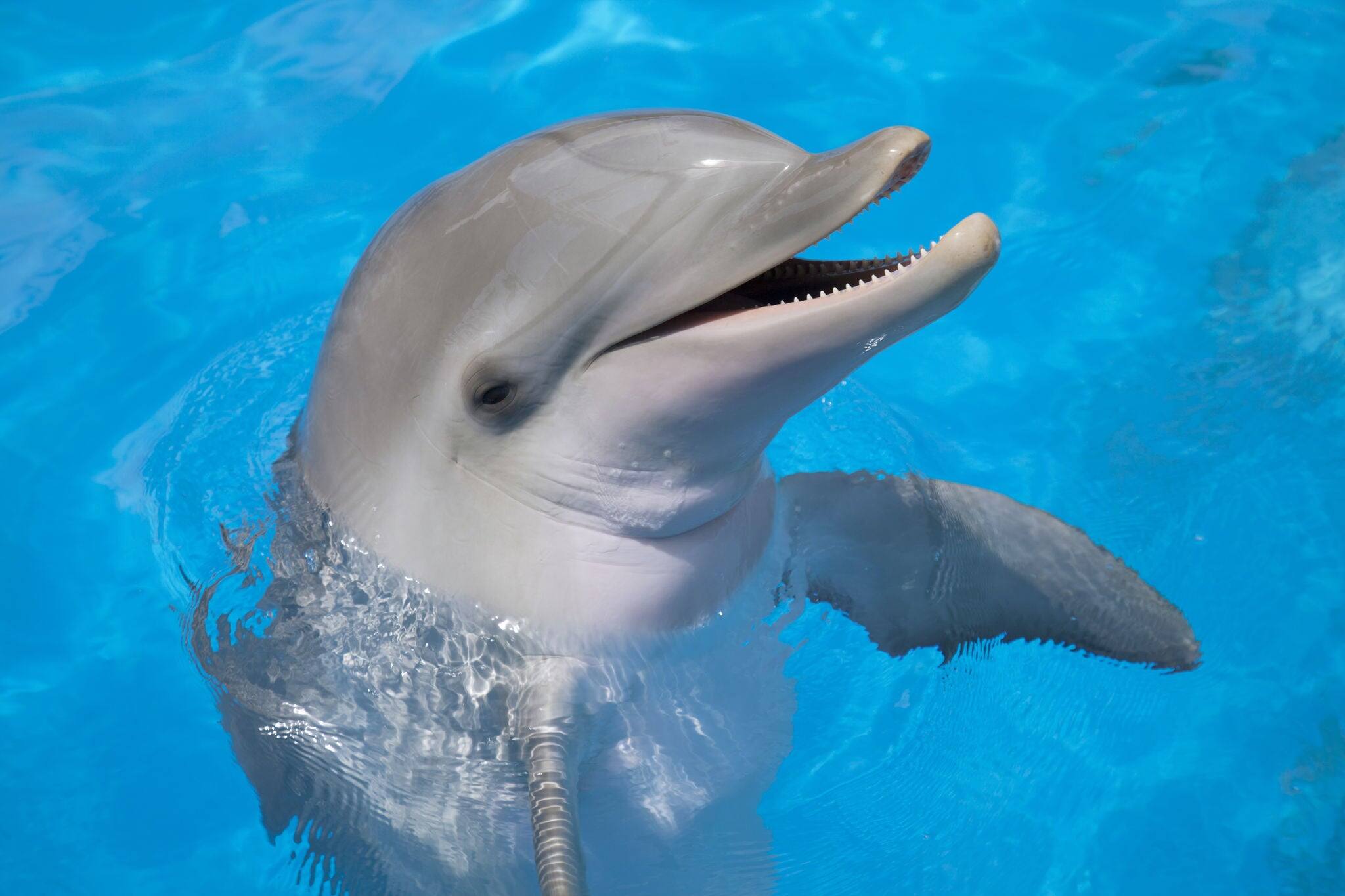Smiling dolphin