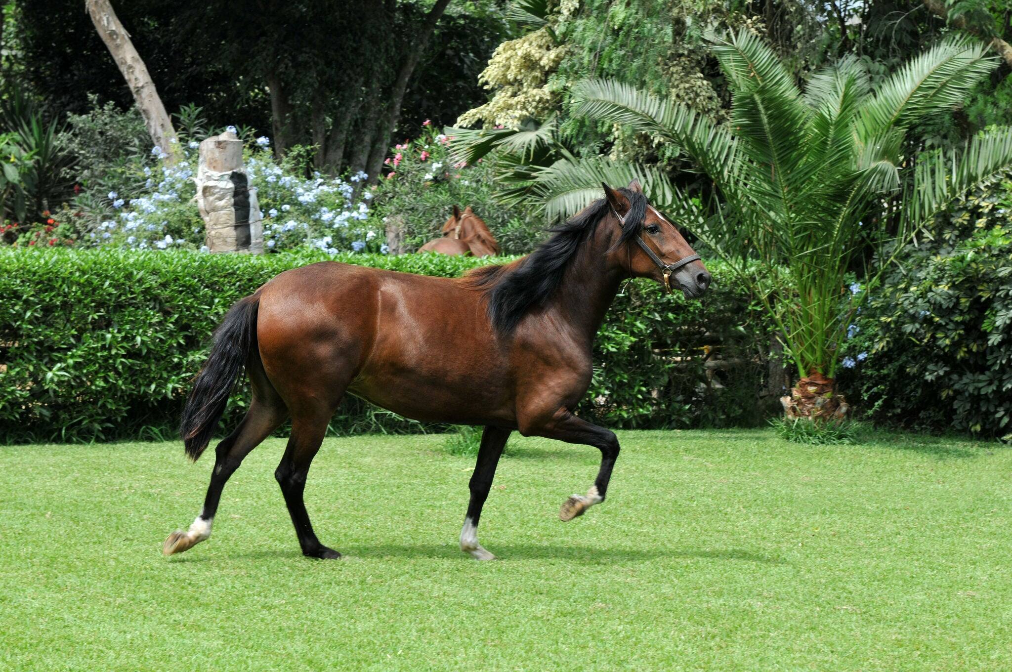 Peruvian horse "Caballo de Paso" galloping on grass