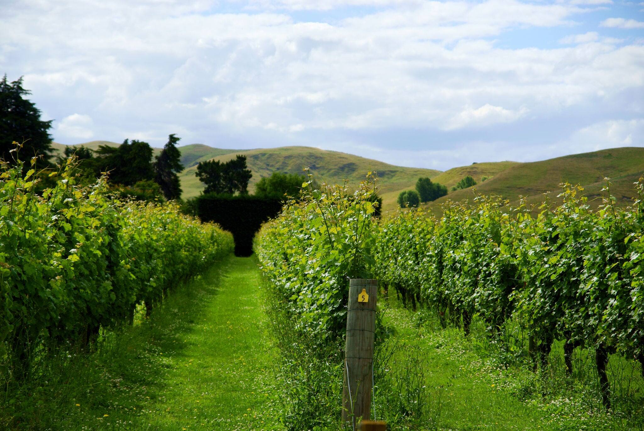 Vineyard rows in Napier Hawkes Bay New Zealand