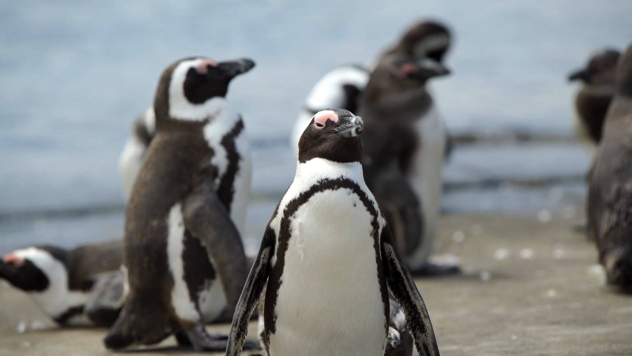 pinguin, pinguin family, wild nature, blcak and white, animal