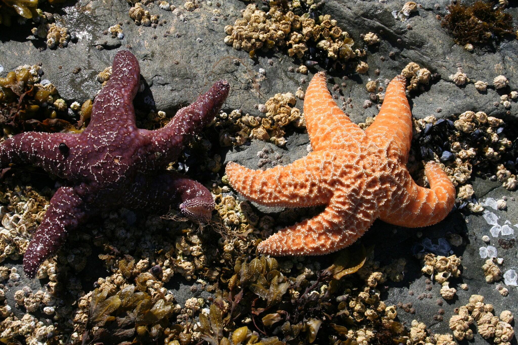 Two starfish exposed by the outgoing tide at Sitka, Alaska