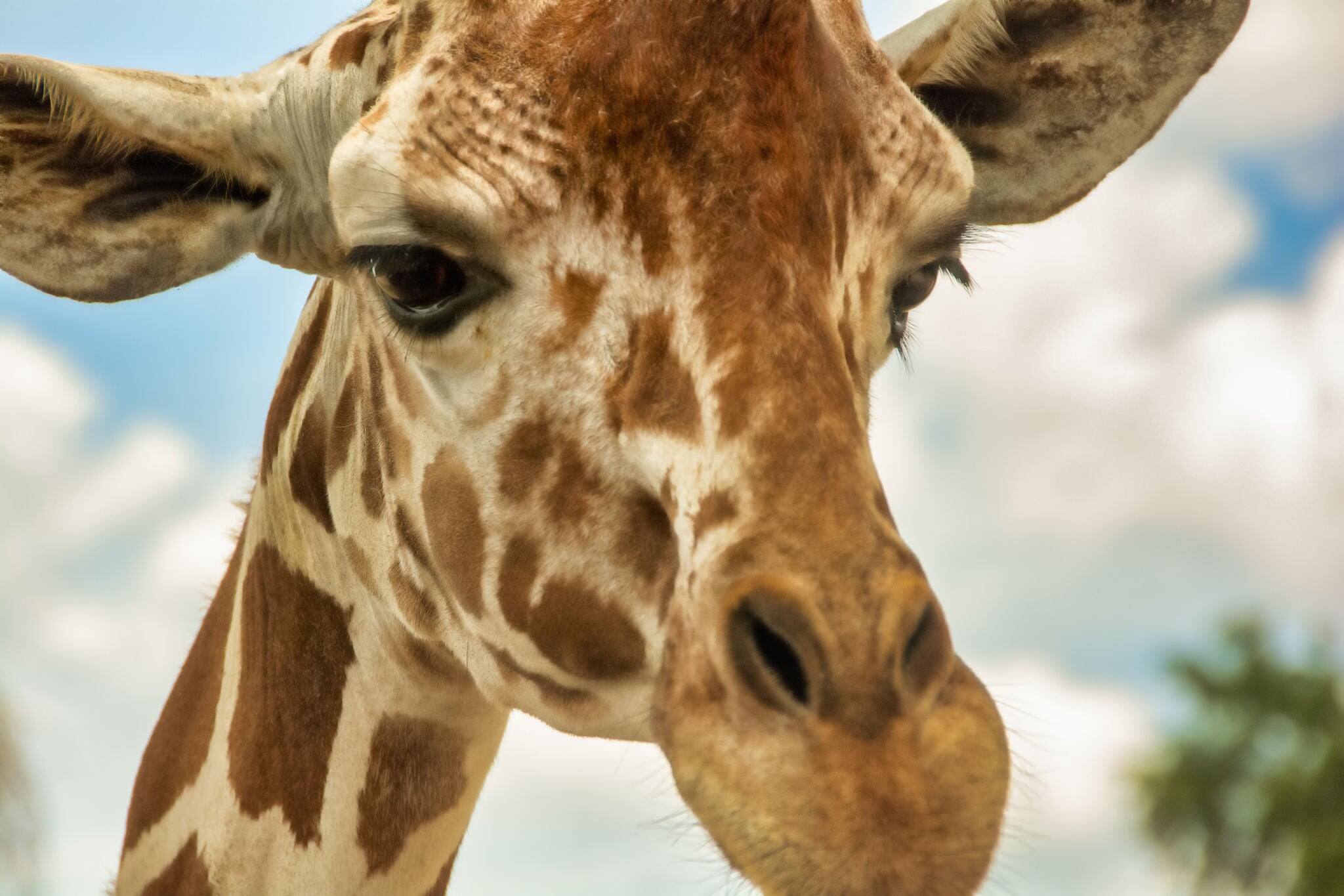 A giraffe at Bush Graden Tampa, Florida