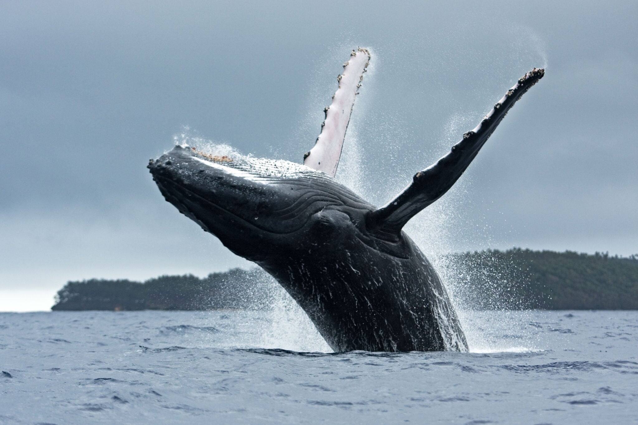 humpback whale, megaptera novaeangliae, Vava'u island, Tonga