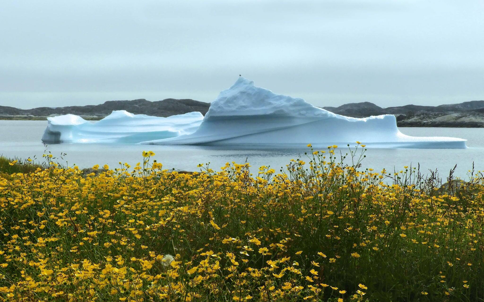  icebergs y amapolas árticas amarillas en verano.