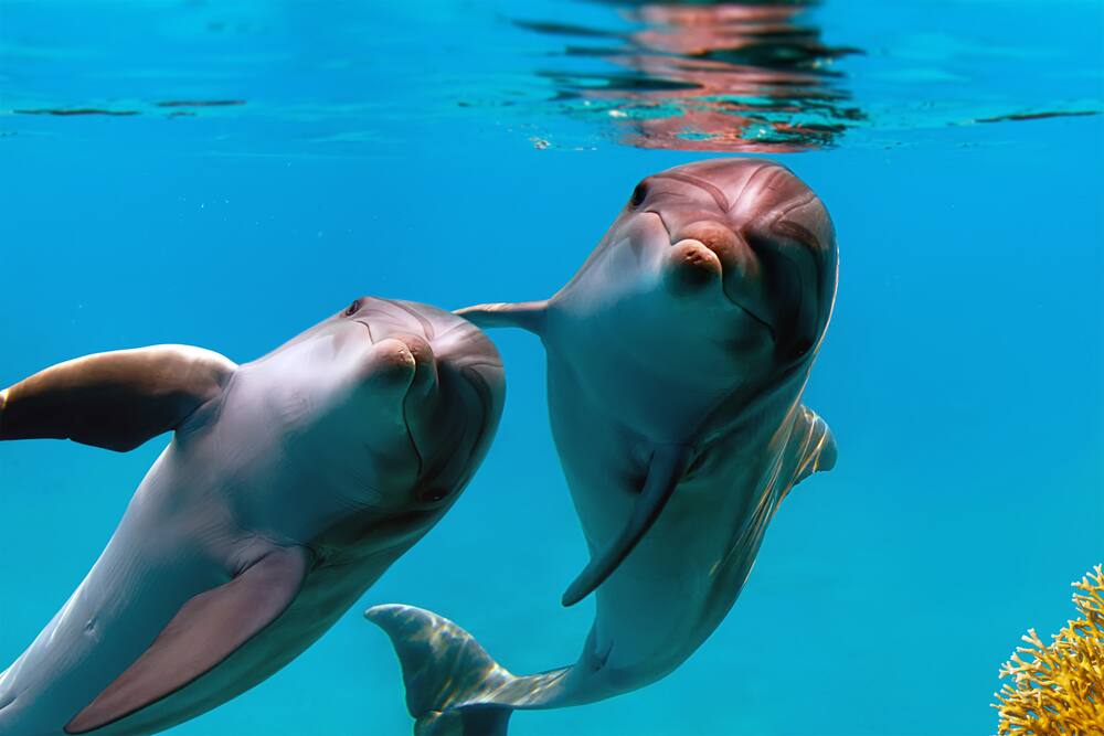 Swim with Dolphins in The Caribbean Swim with Dolphins in The Caribbean