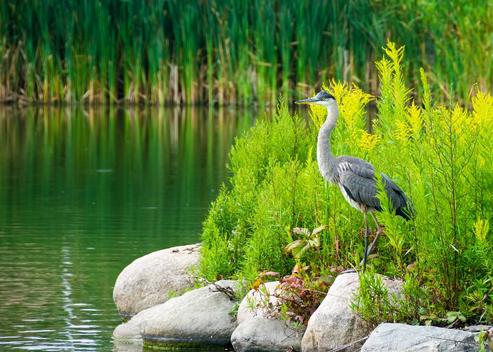 Visit the Everglades during a Port Canaveral Cruise with Norwegian Visit the Everglades during a Port Canaveral Cruise with Norwegian