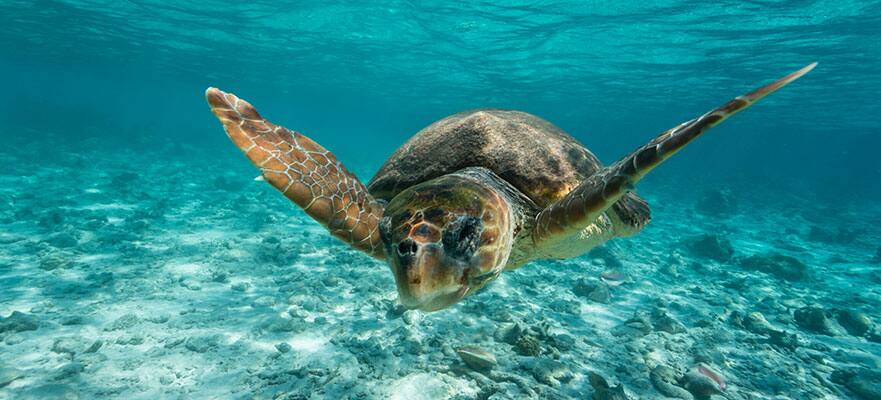 /sites/default/files/MI-PORTS-BELIZE-881x400.jpg