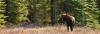 Reindeer and other widlife in one of the Alaskan cruises shore excursions