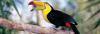 Caribbean Cruises Departing from New Orleans