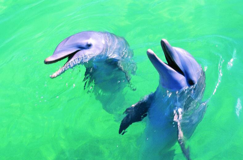 Nada con los delfines Nada con los delfines